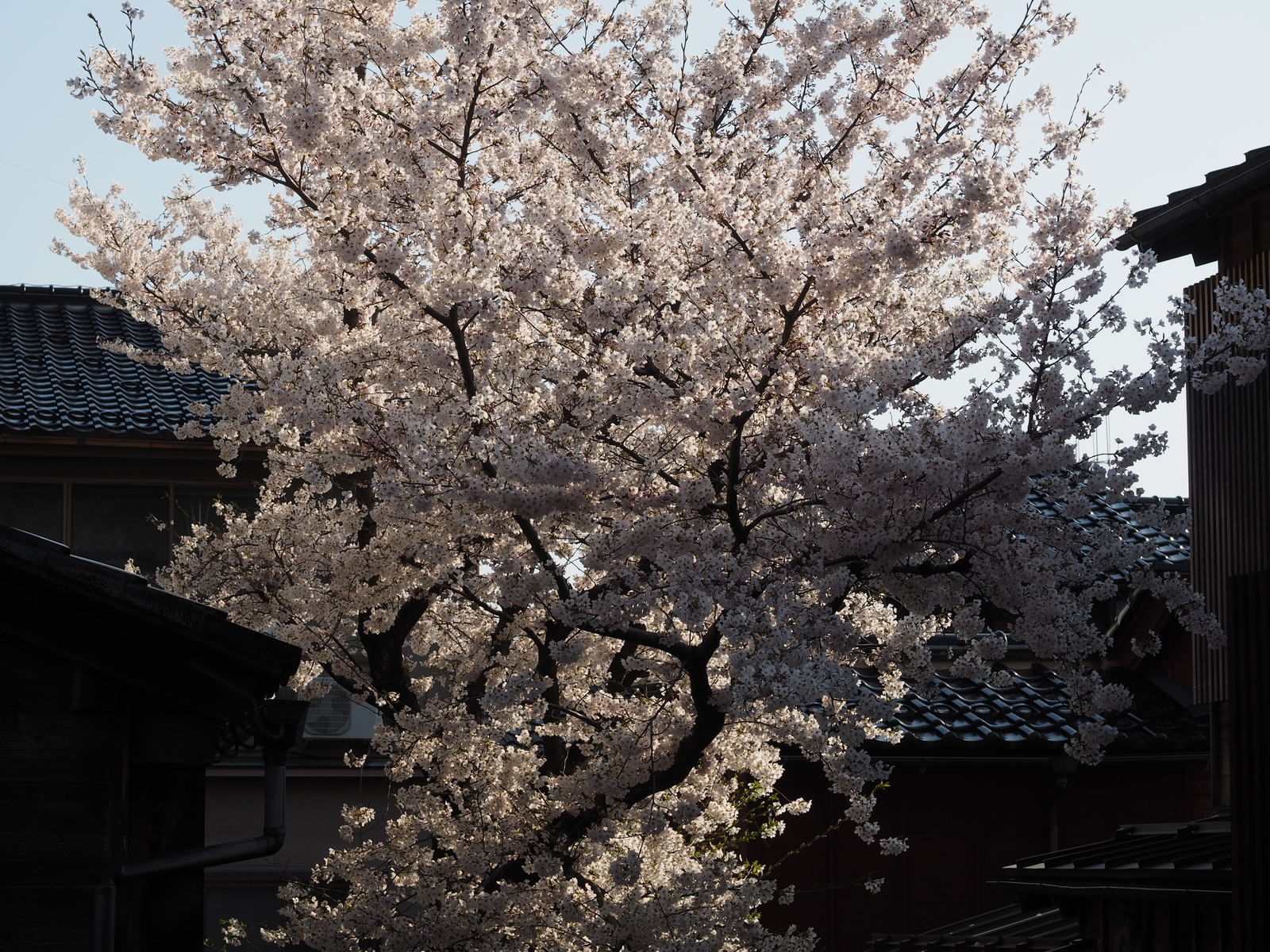 f:id:k10no3:20200404074510j:plain