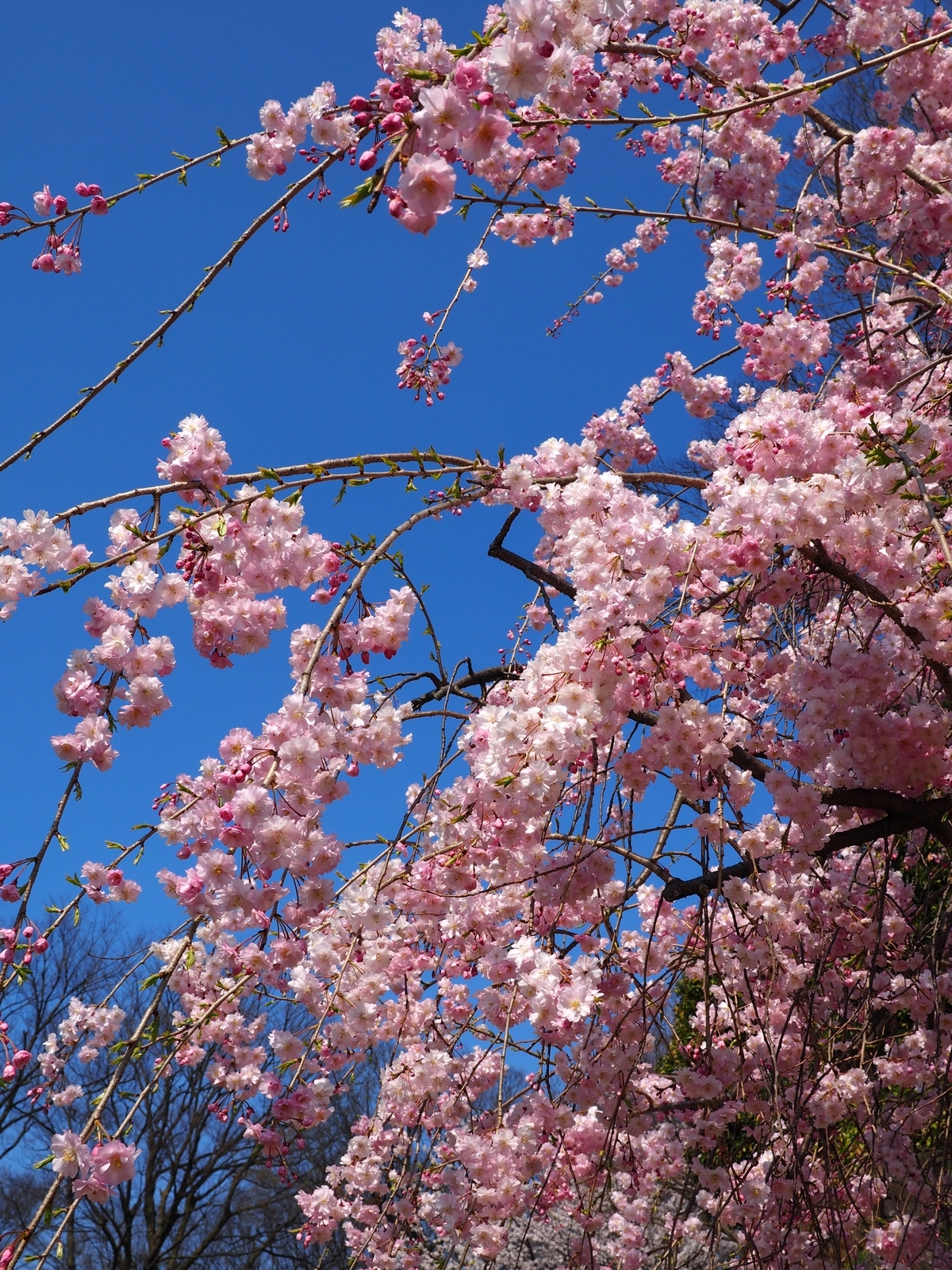 f:id:k10no3:20200404091622j:plain