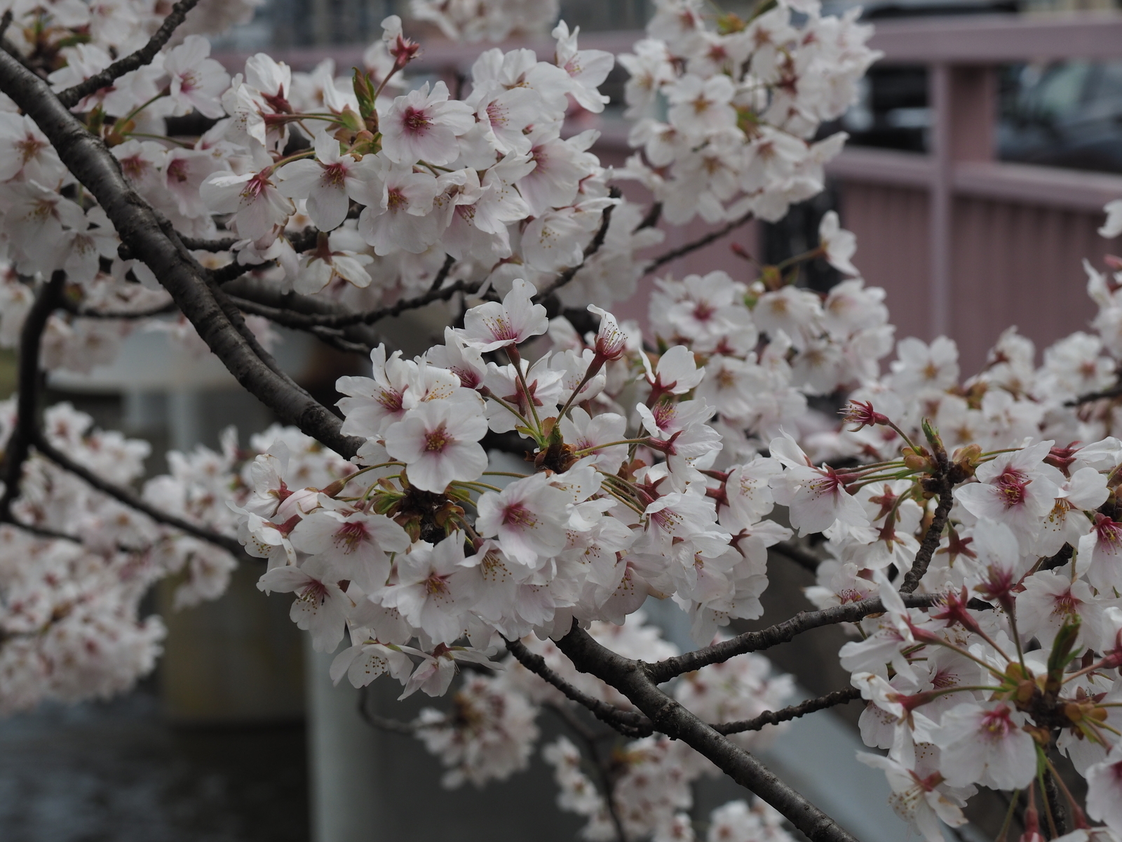 f:id:k10no3:20200405100925j:plain