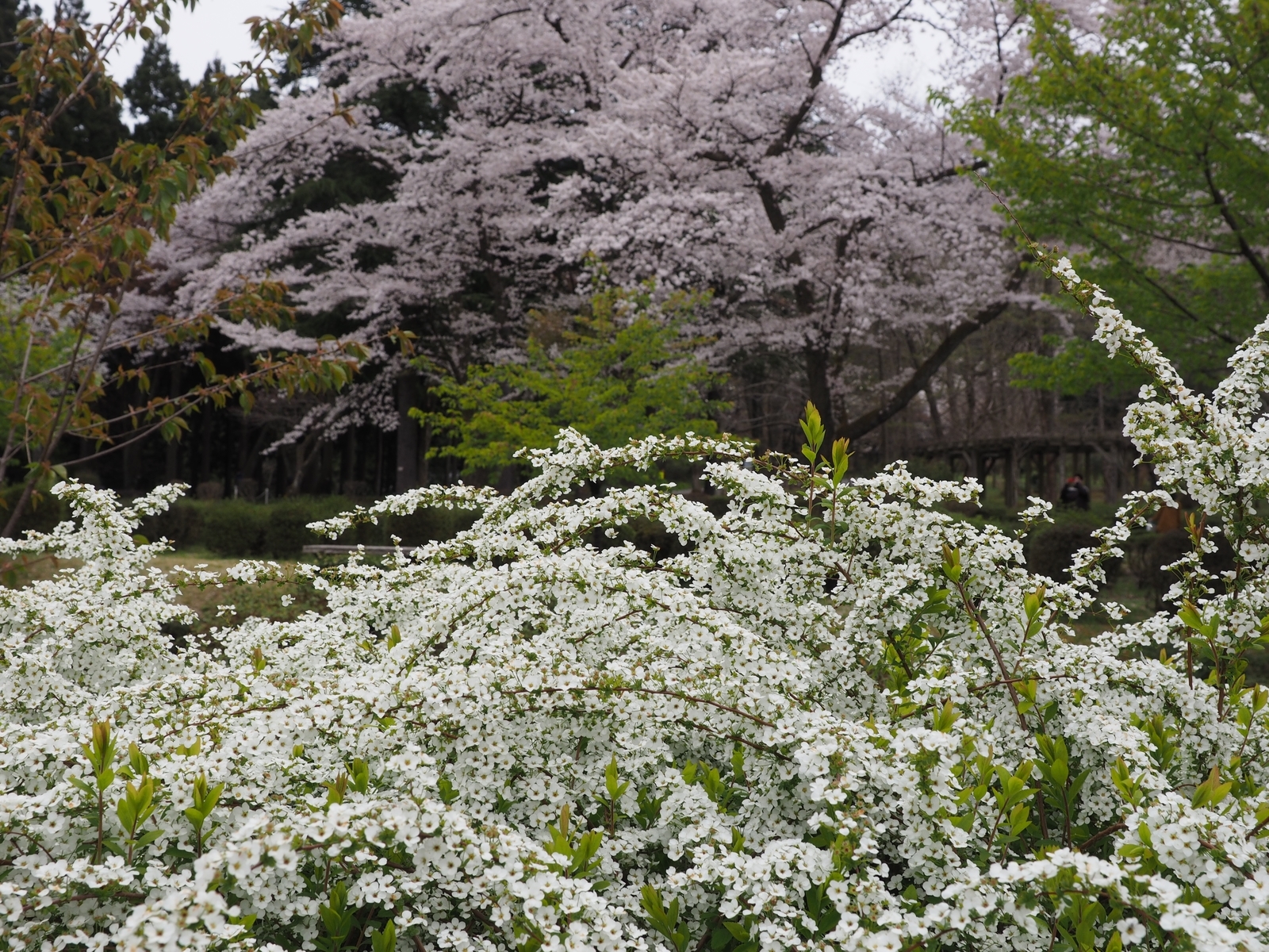 創造の森 石川県林業試験場樹木公園 金沢おもしろ発掘