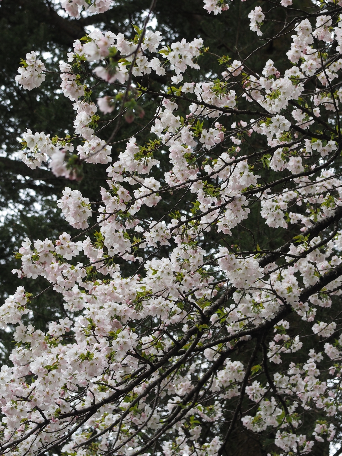 f:id:k10no3:20200412112049j:plain