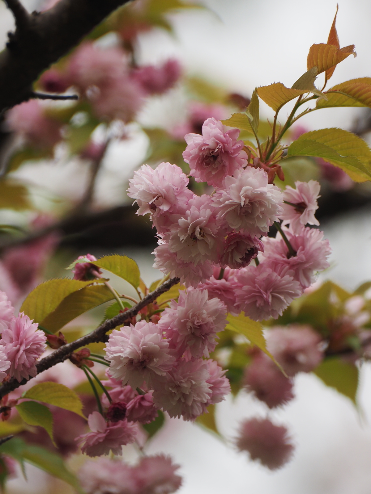 f:id:k10no3:20200412113013j:plain
