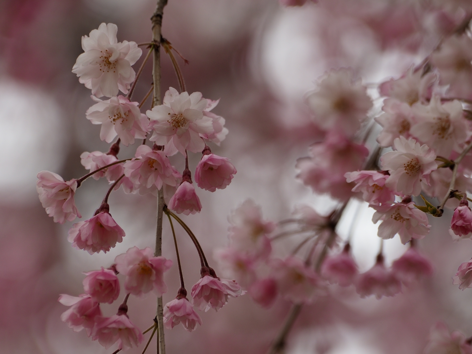 f:id:k10no3:20200412120335j:plain