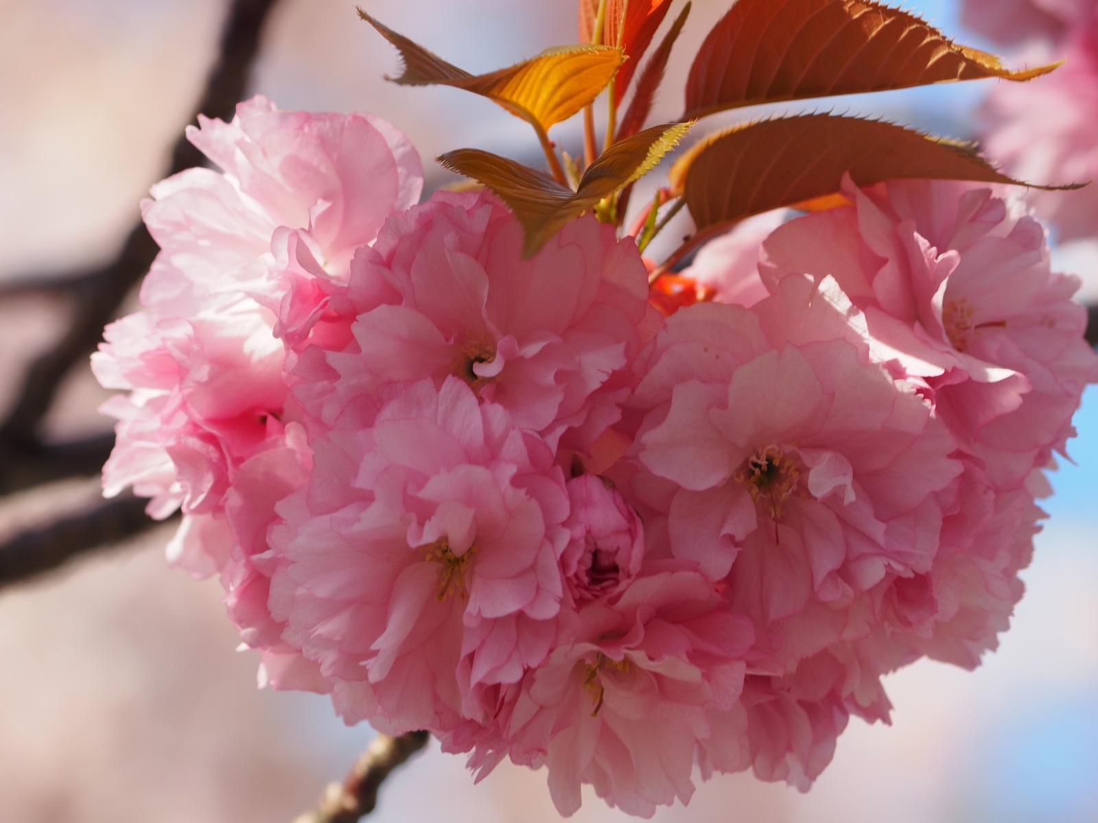 f:id:k10no3:20200425081657j:plain