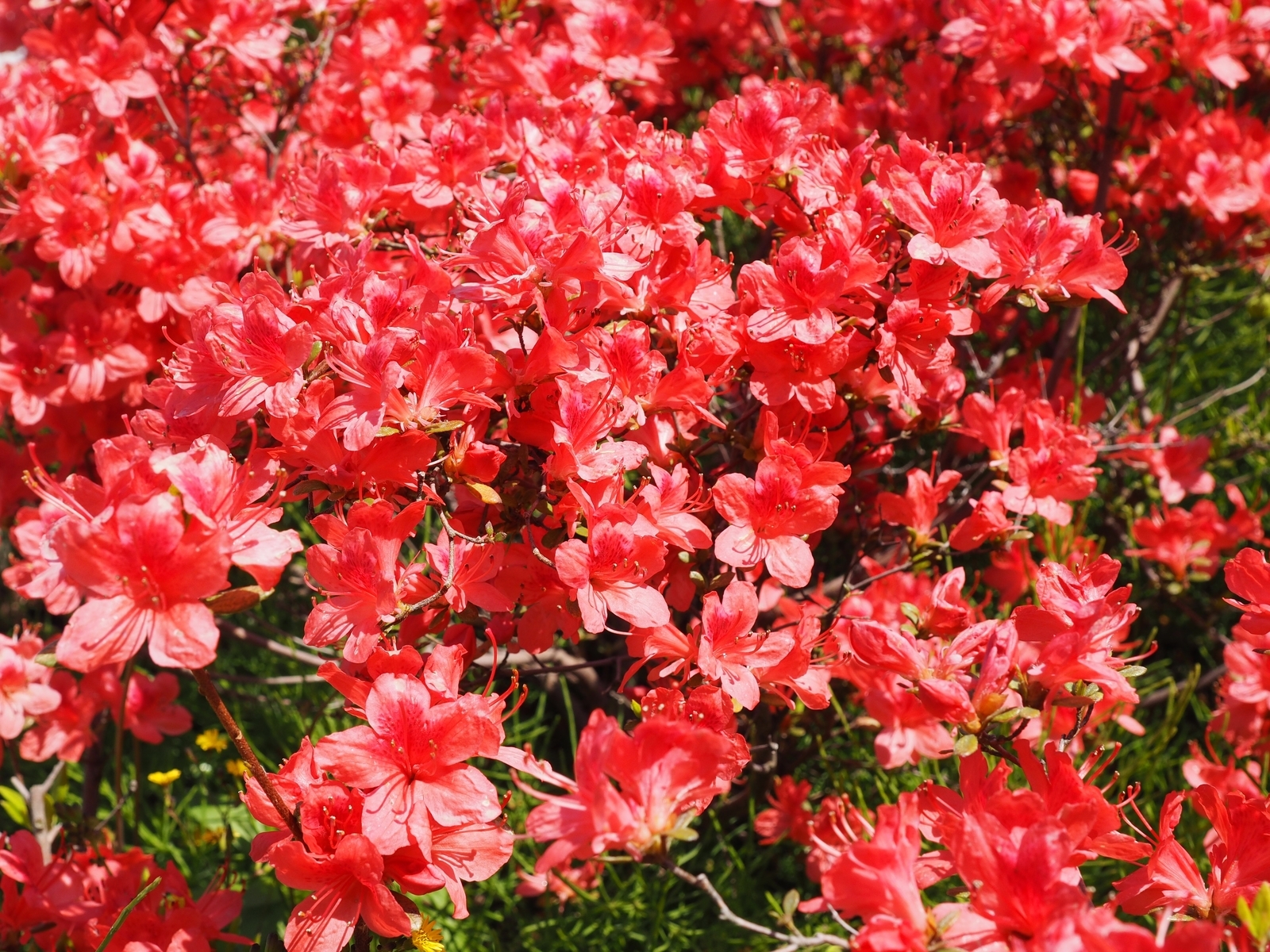 f:id:k10no3:20200425103443j:plain