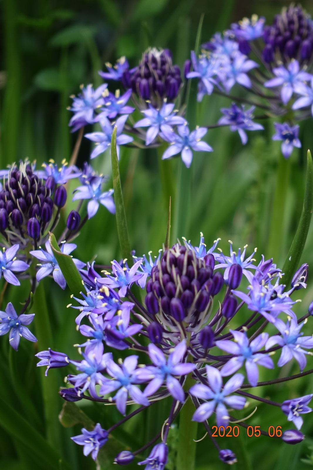 f:id:k10no3:20200506180858j:plain