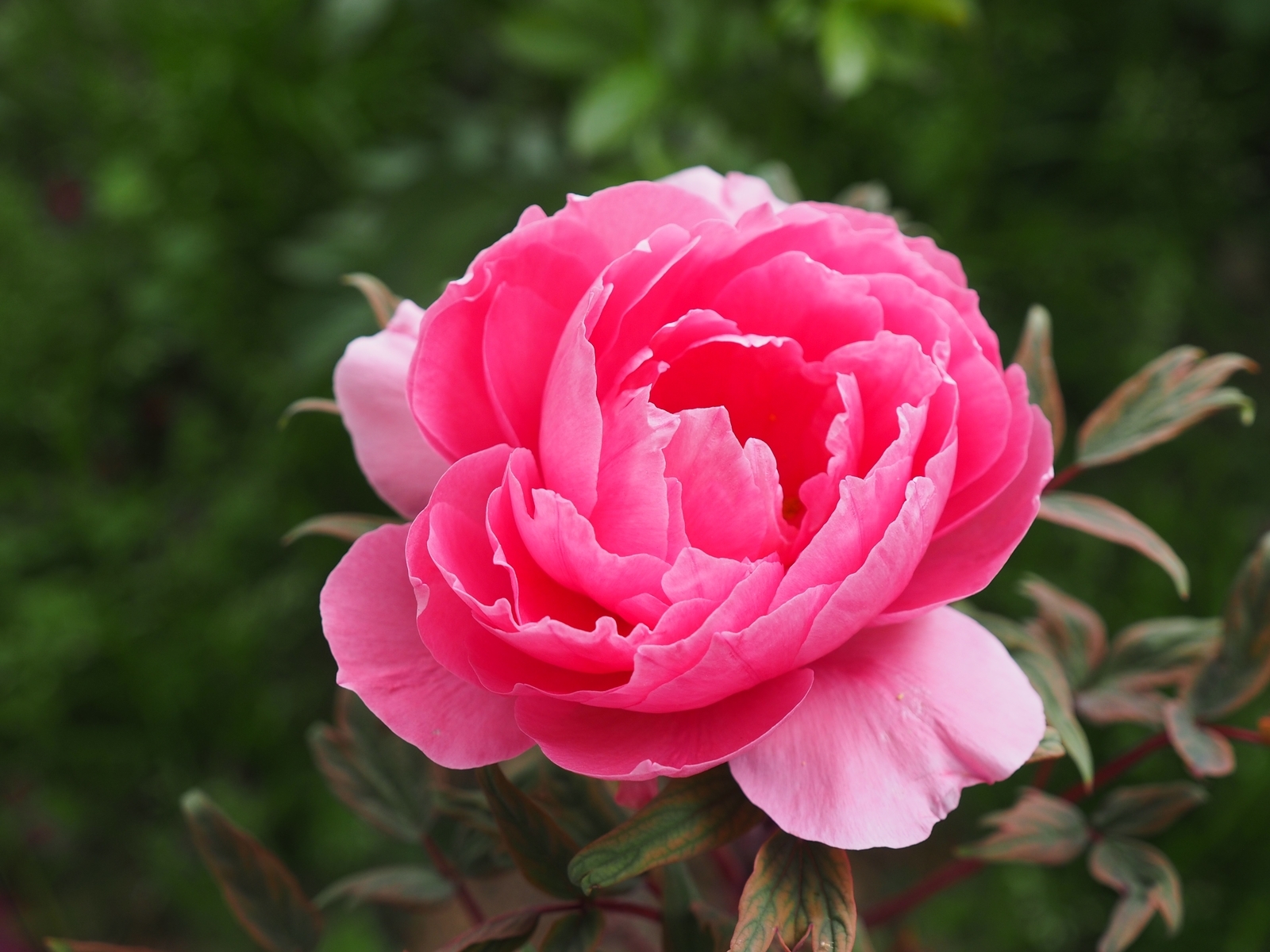 f:id:k10no3:20200509074118j:plain