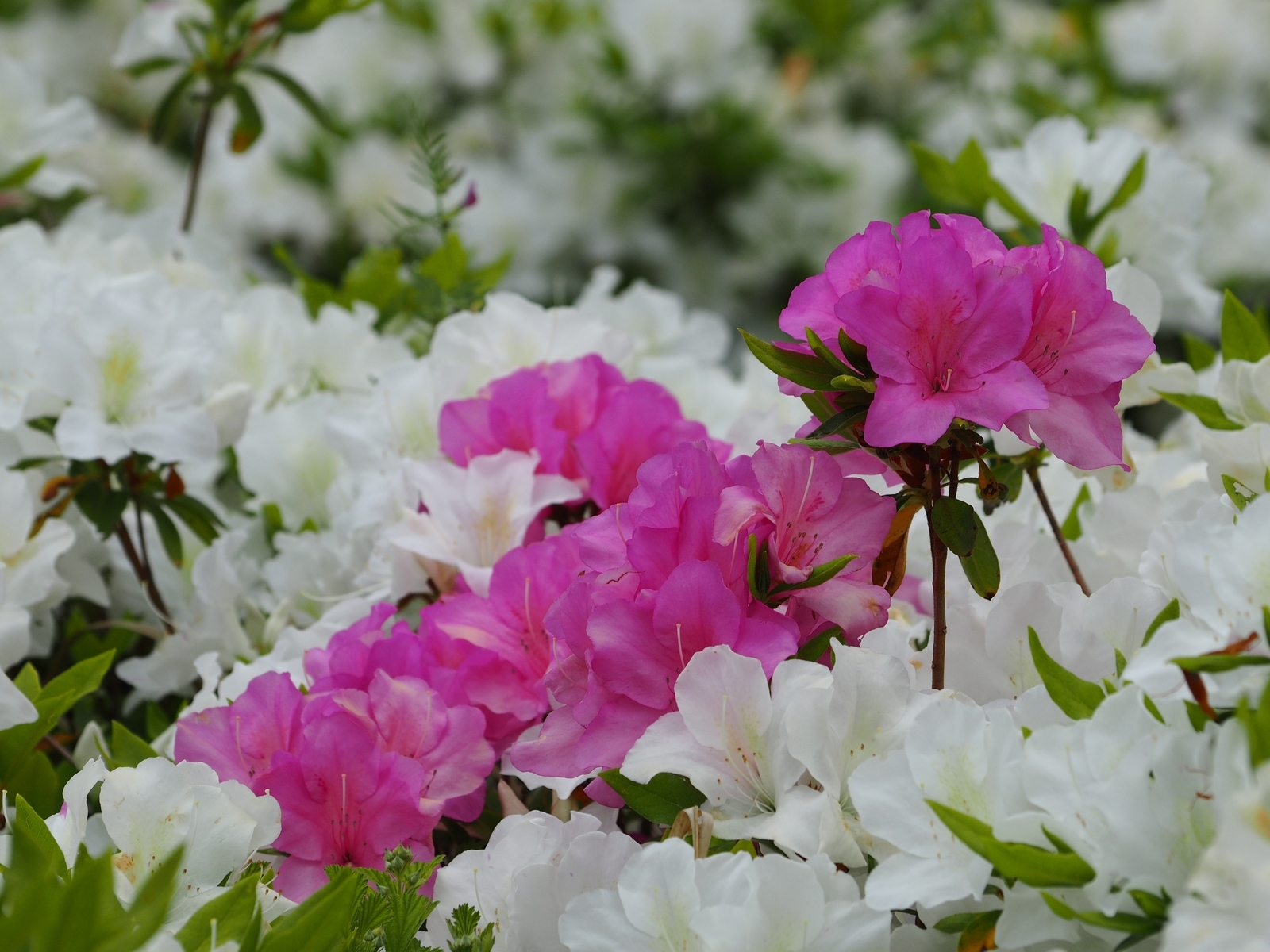 f:id:k10no3:20200509103712j:plain