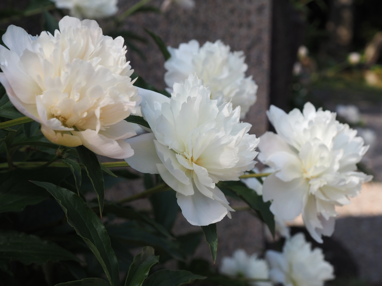 f:id:k10no3:20200524073553j:plain f:id:k10no3:20200524073553j:plain
