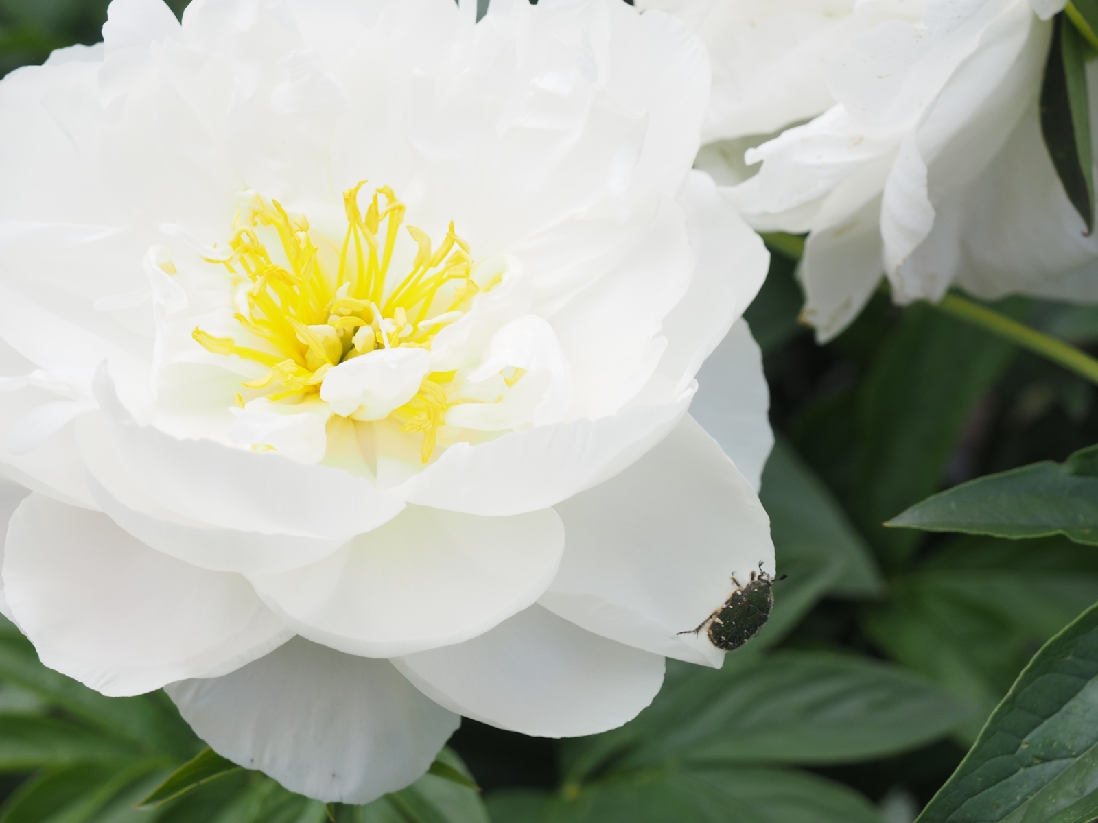 f:id:k10no3:20200524102359j:plain f:id:k10no3:20200524102359j:plain