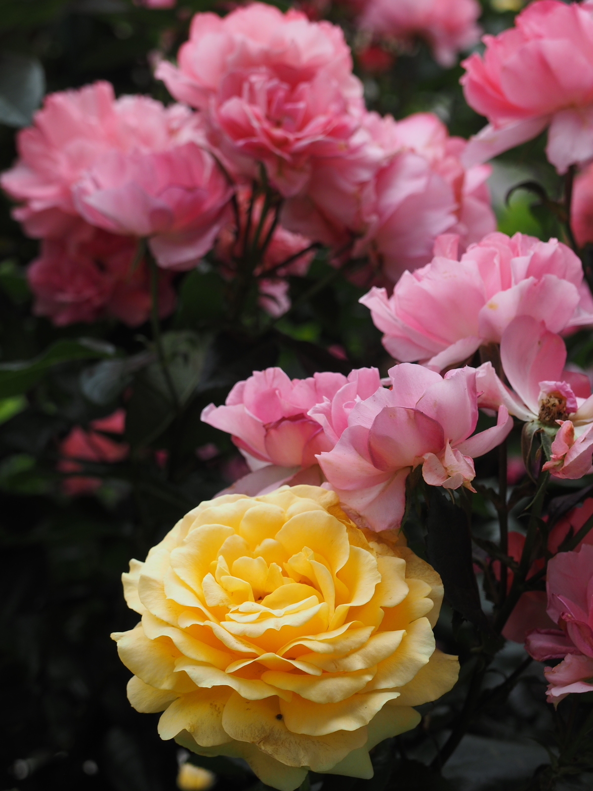 f:id:k10no3:20200606074523j:plain