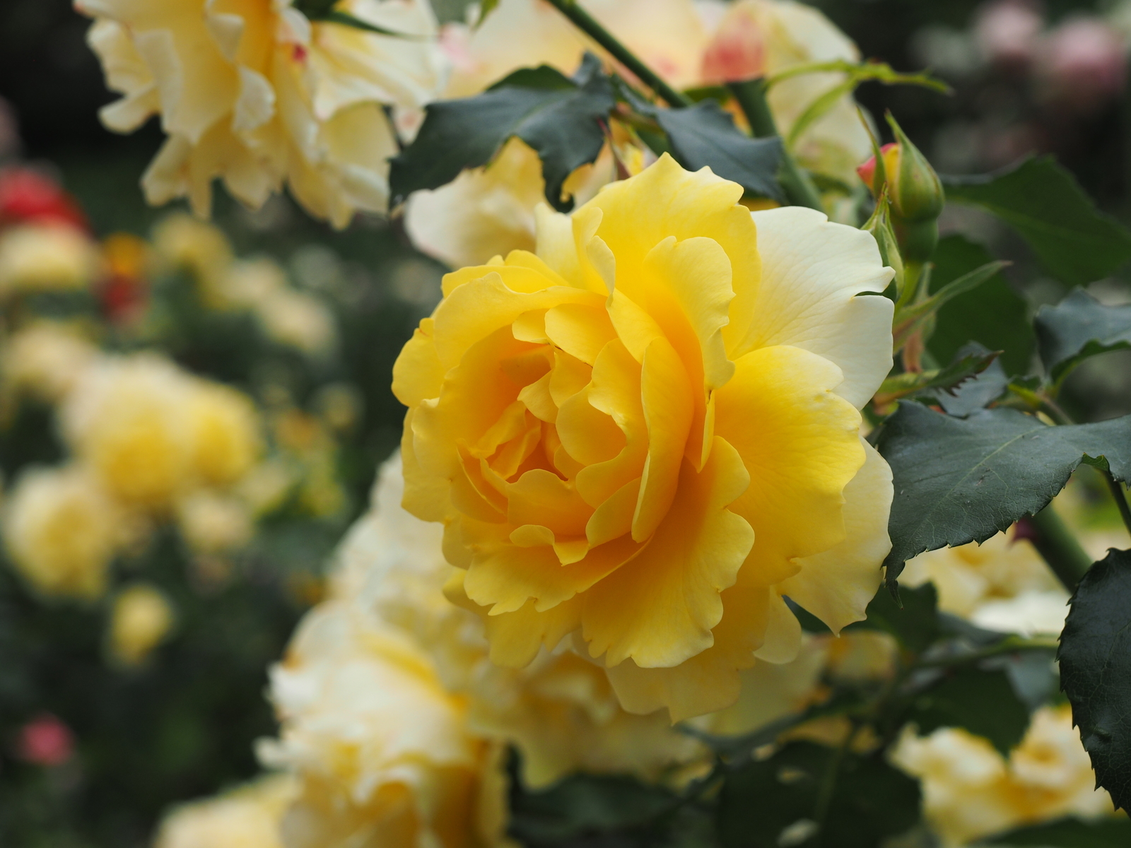 f:id:k10no3:20200606074925j:plain