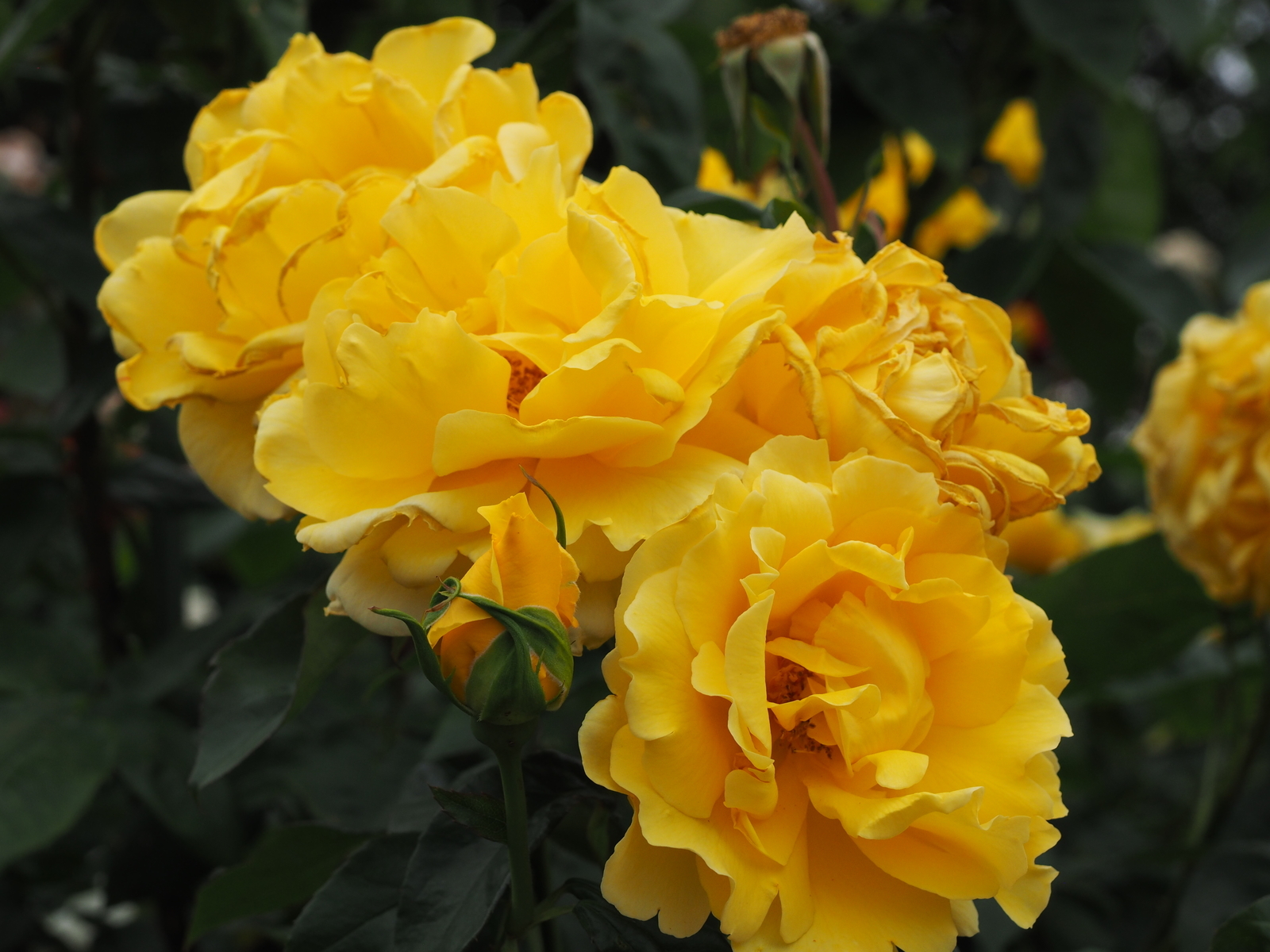 f:id:k10no3:20200606075727j:plain