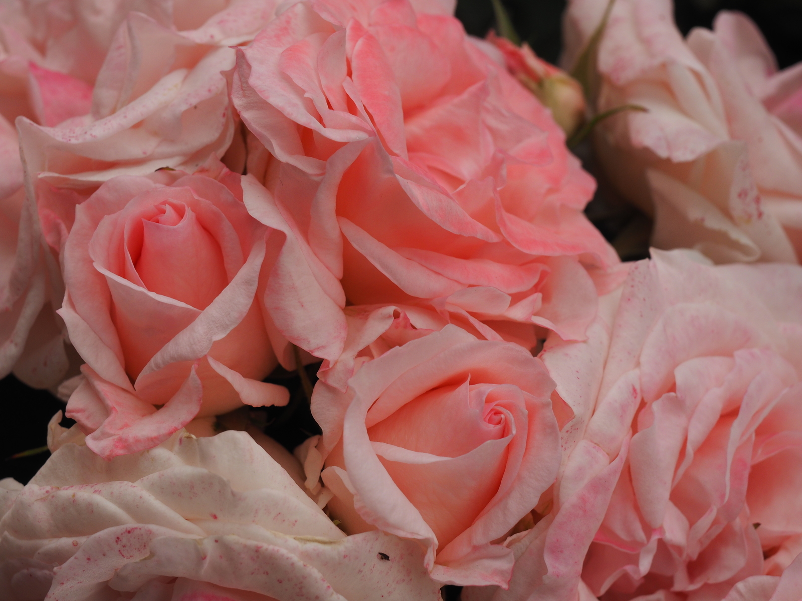 f:id:k10no3:20200606080013j:plain