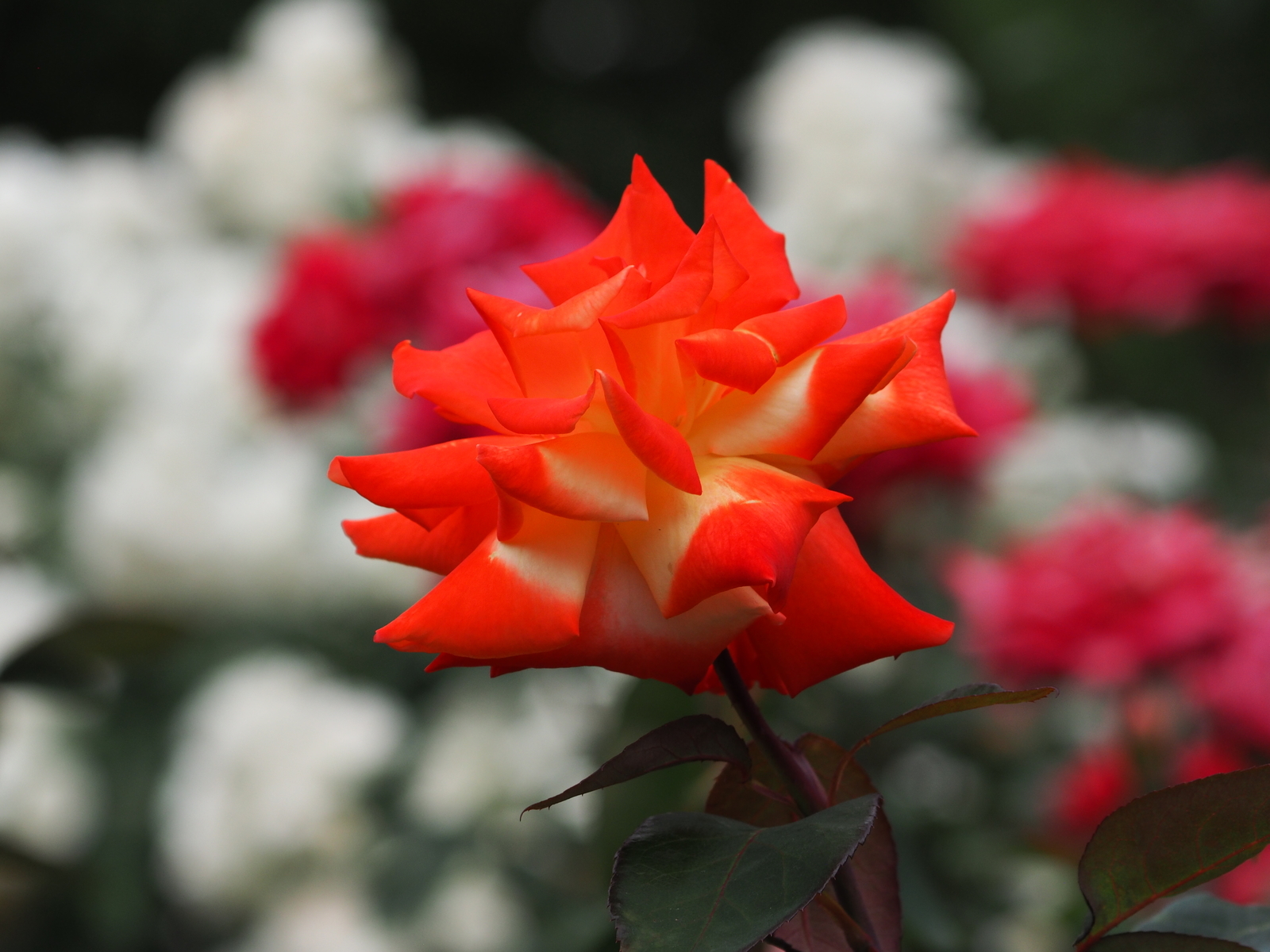 f:id:k10no3:20200606080652j:plain
