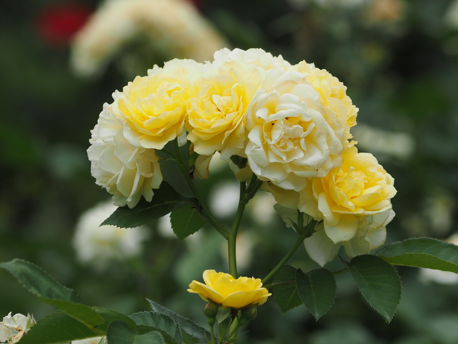 f:id:k10no3:20200606080802j:plain