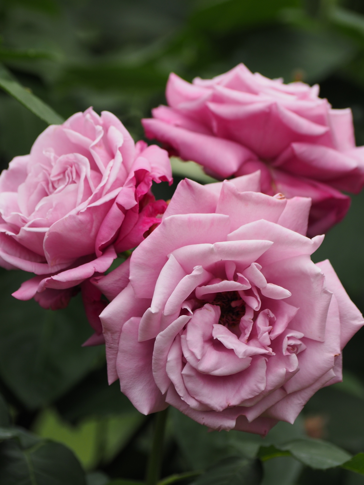 f:id:k10no3:20200606081043j:plain