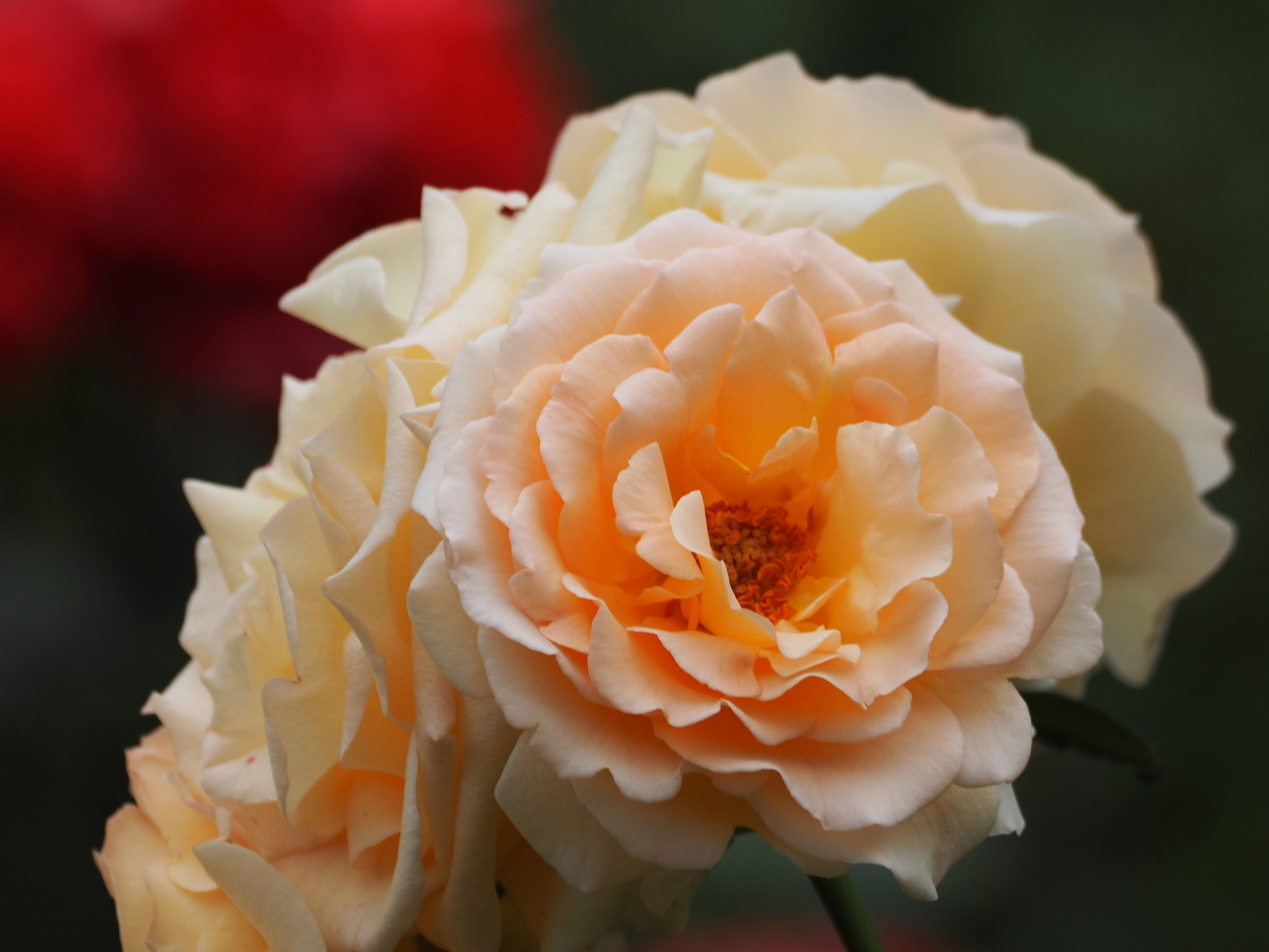 f:id:k10no3:20200606081057j:plain