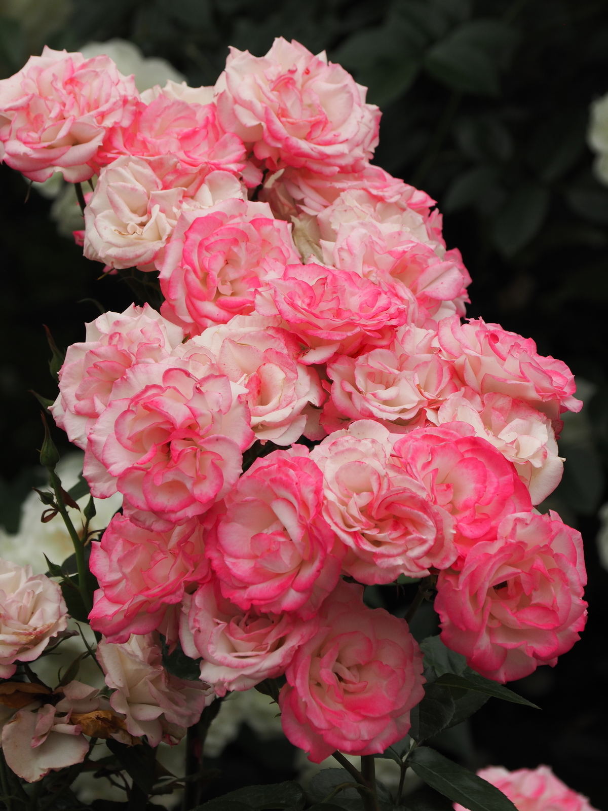f:id:k10no3:20200606081214j:plain