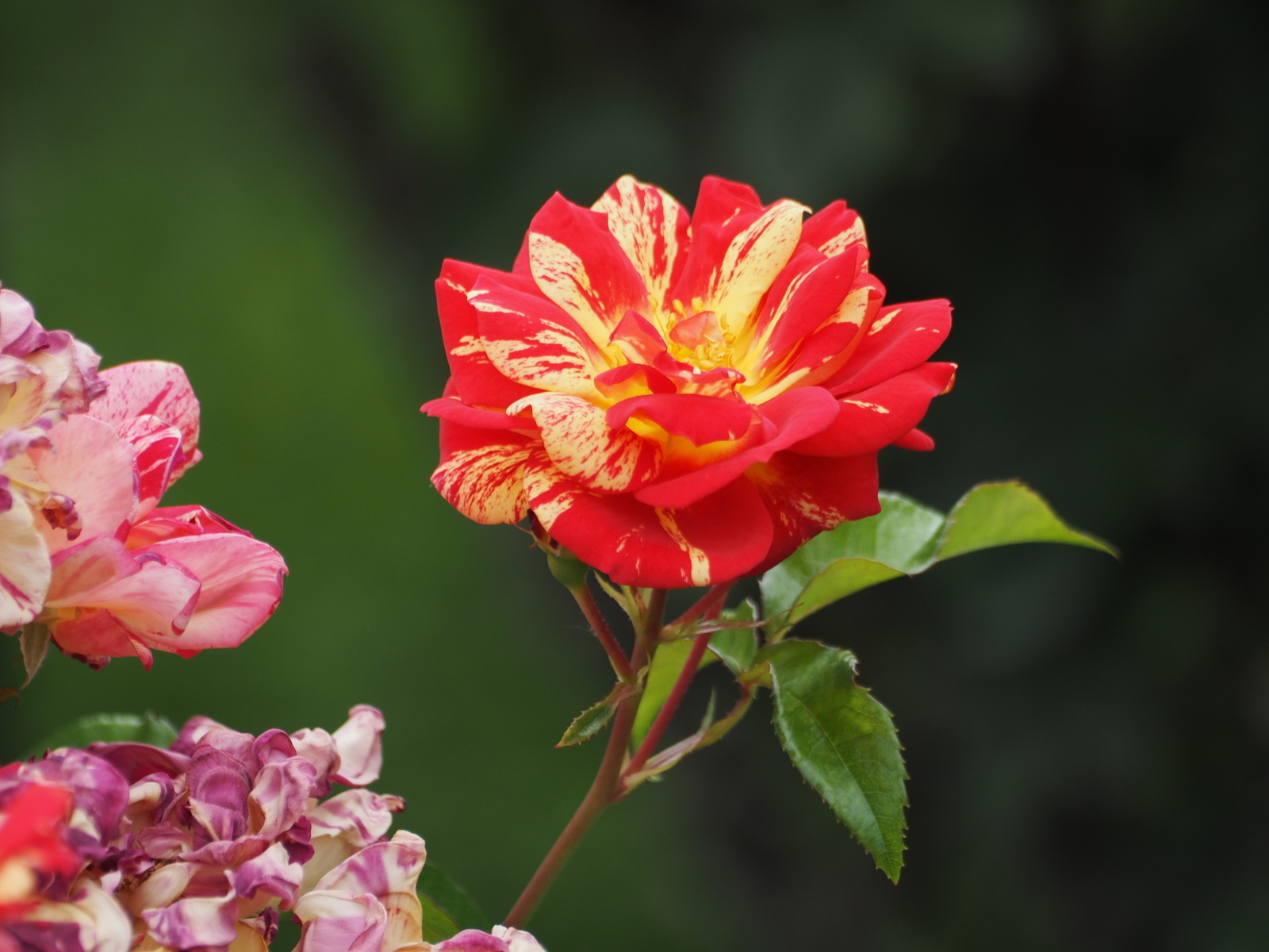 f:id:k10no3:20200606081641j:plain