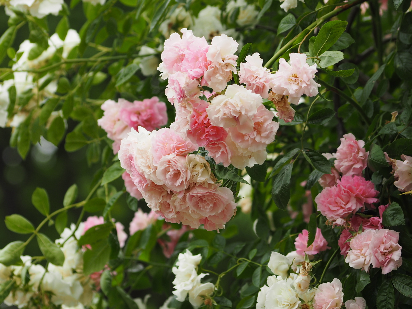 f:id:k10no3:20200606082032j:plain
