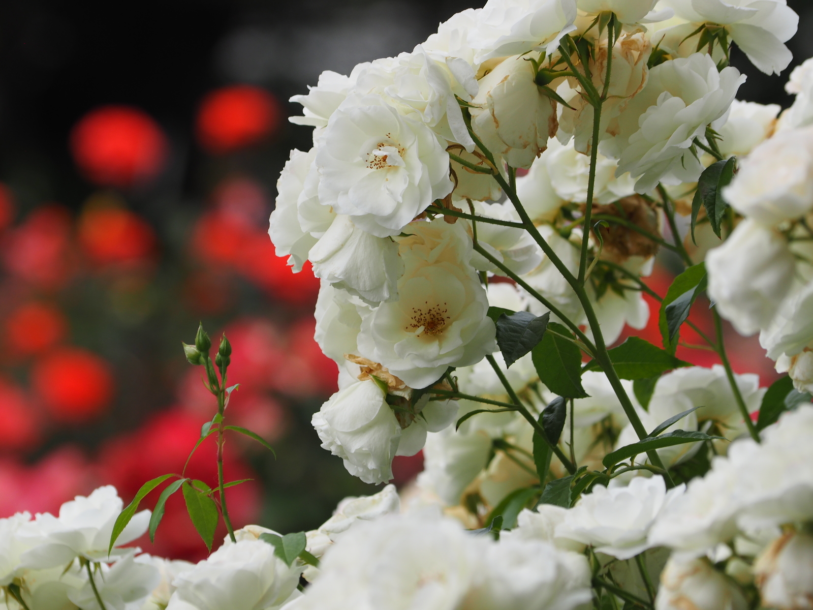 f:id:k10no3:20200606082407j:plain