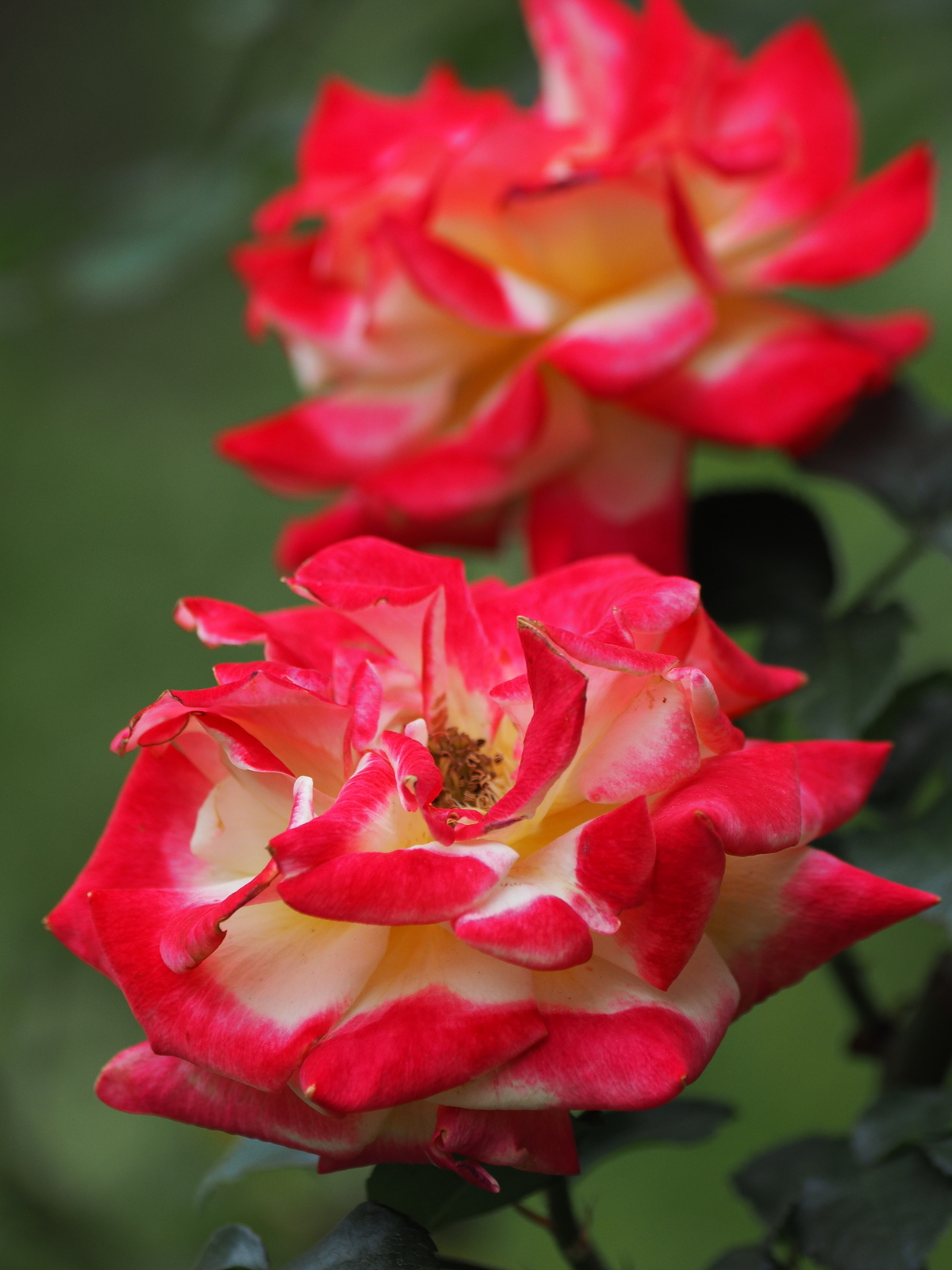 f:id:k10no3:20200606082855j:plain