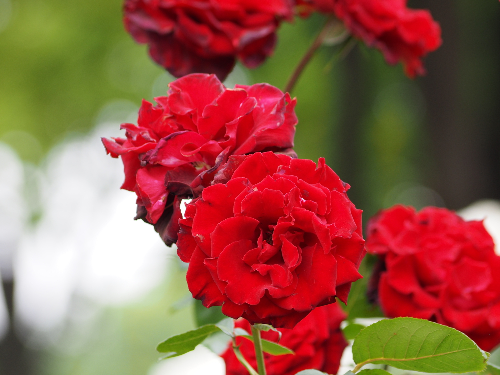 f:id:k10no3:20200606083259j:plain