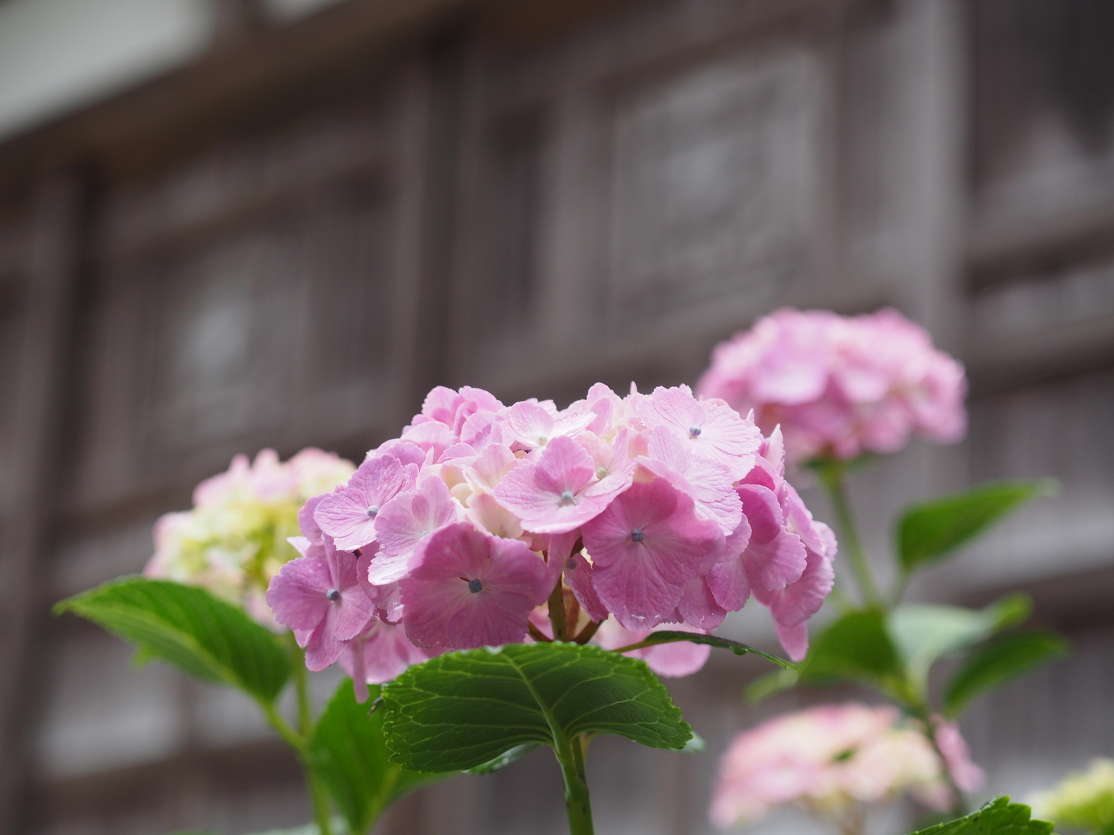 f:id:k10no3:20200620075449j:plain