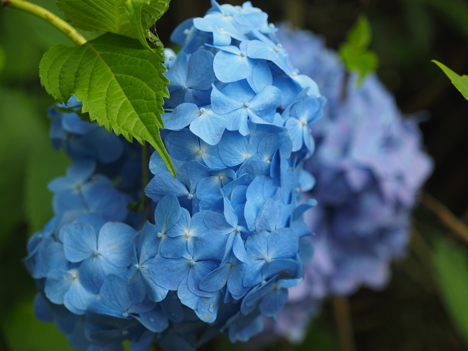 f:id:k10no3:20200620075913j:plain