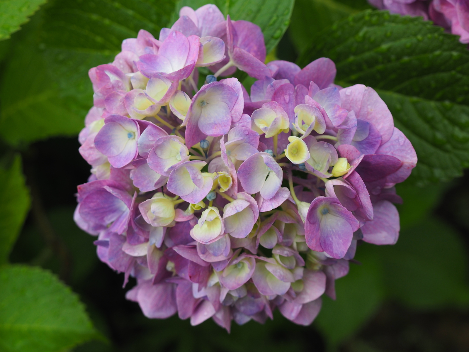 f:id:k10no3:20200620080454j:plain