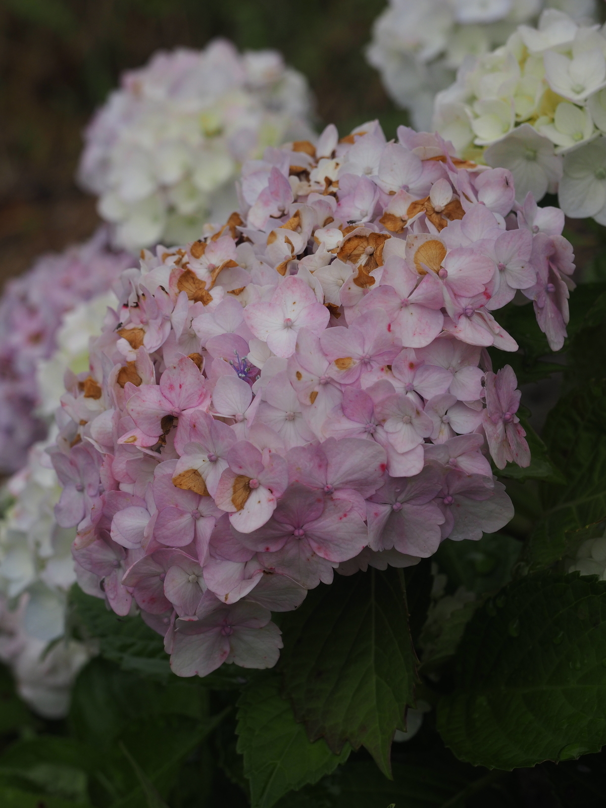 f:id:k10no3:20200620080712j:plain