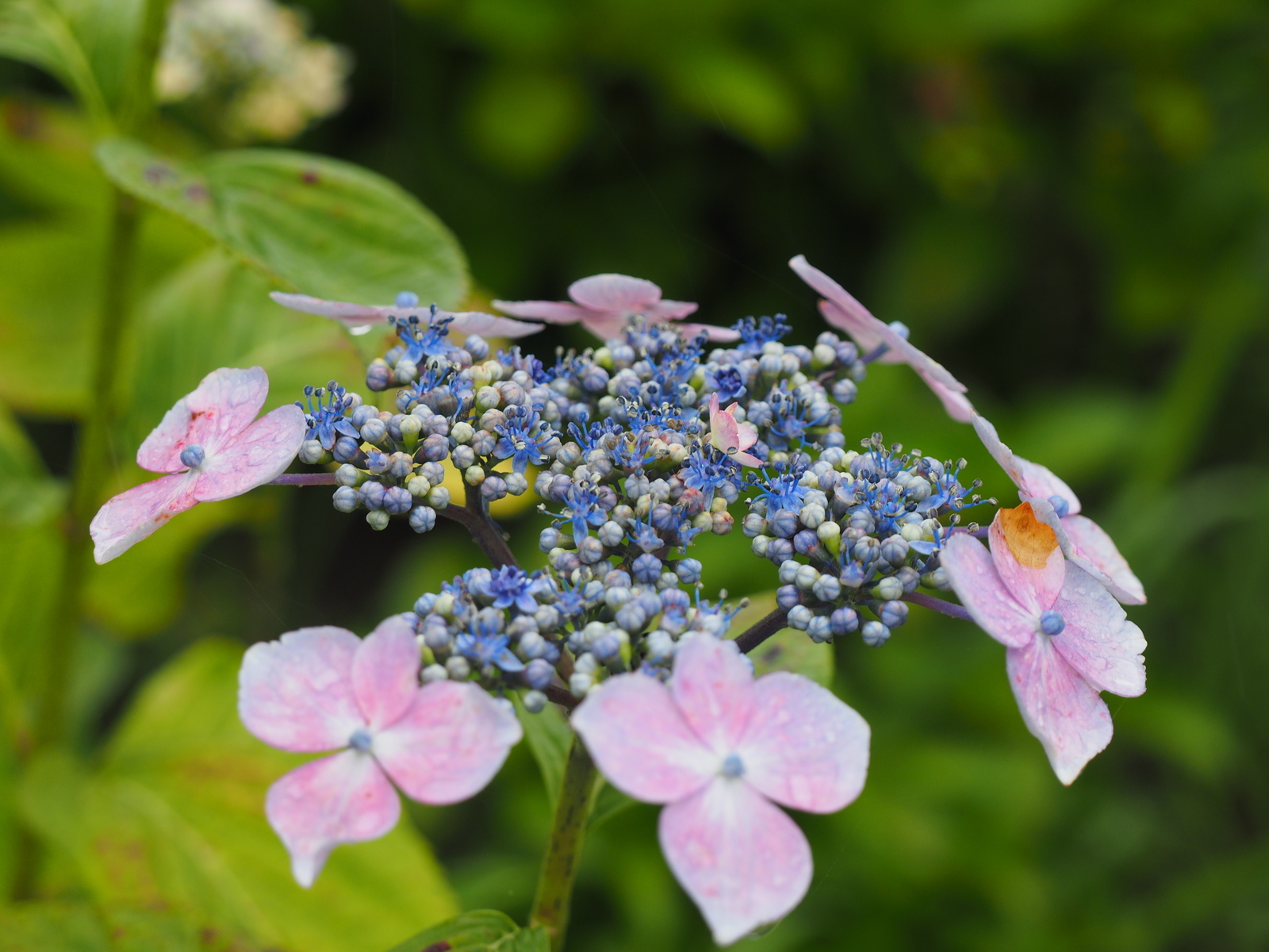 f:id:k10no3:20200620081722j:plain