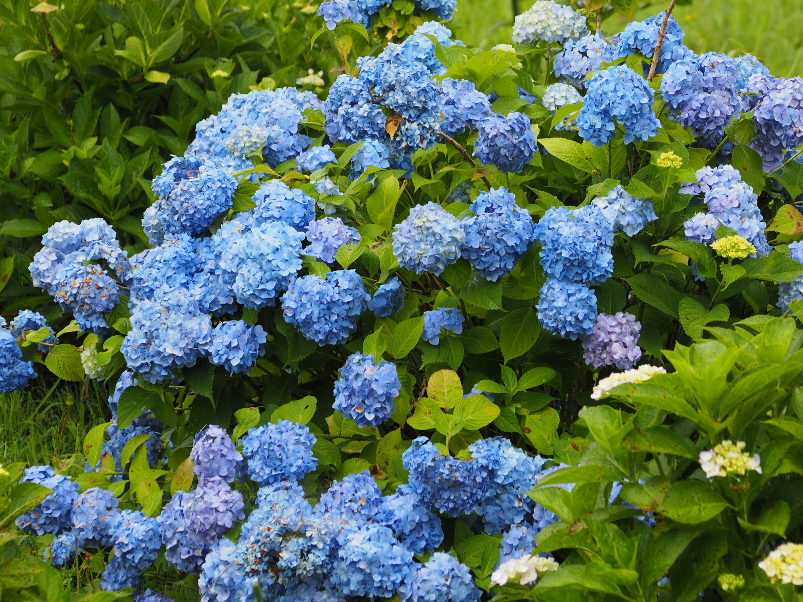 f:id:k10no3:20200620084256j:plain