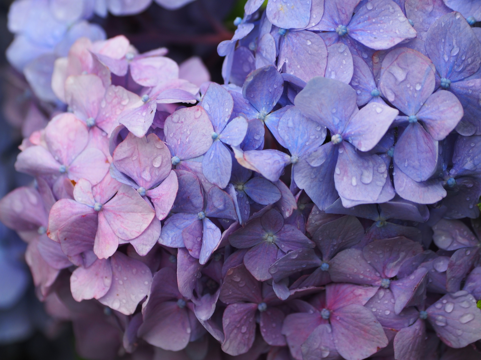 f:id:k10no3:20200620085405j:plain