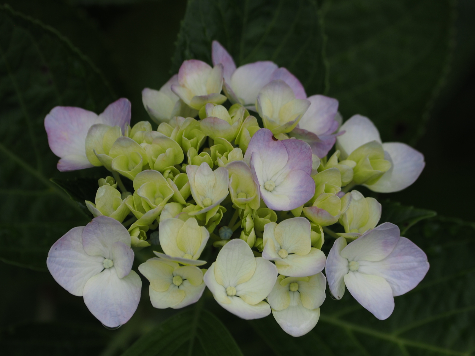 f:id:k10no3:20200620085627j:plain