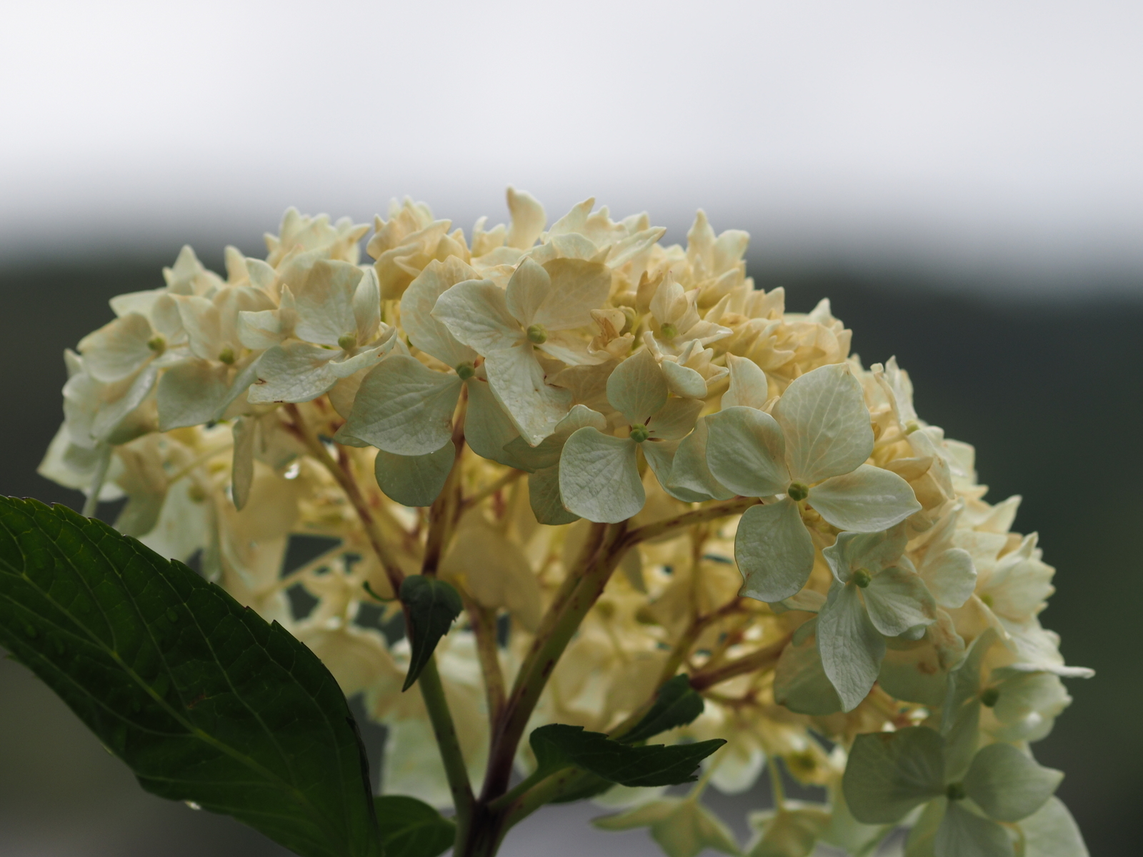 f:id:k10no3:20200620085742j:plain