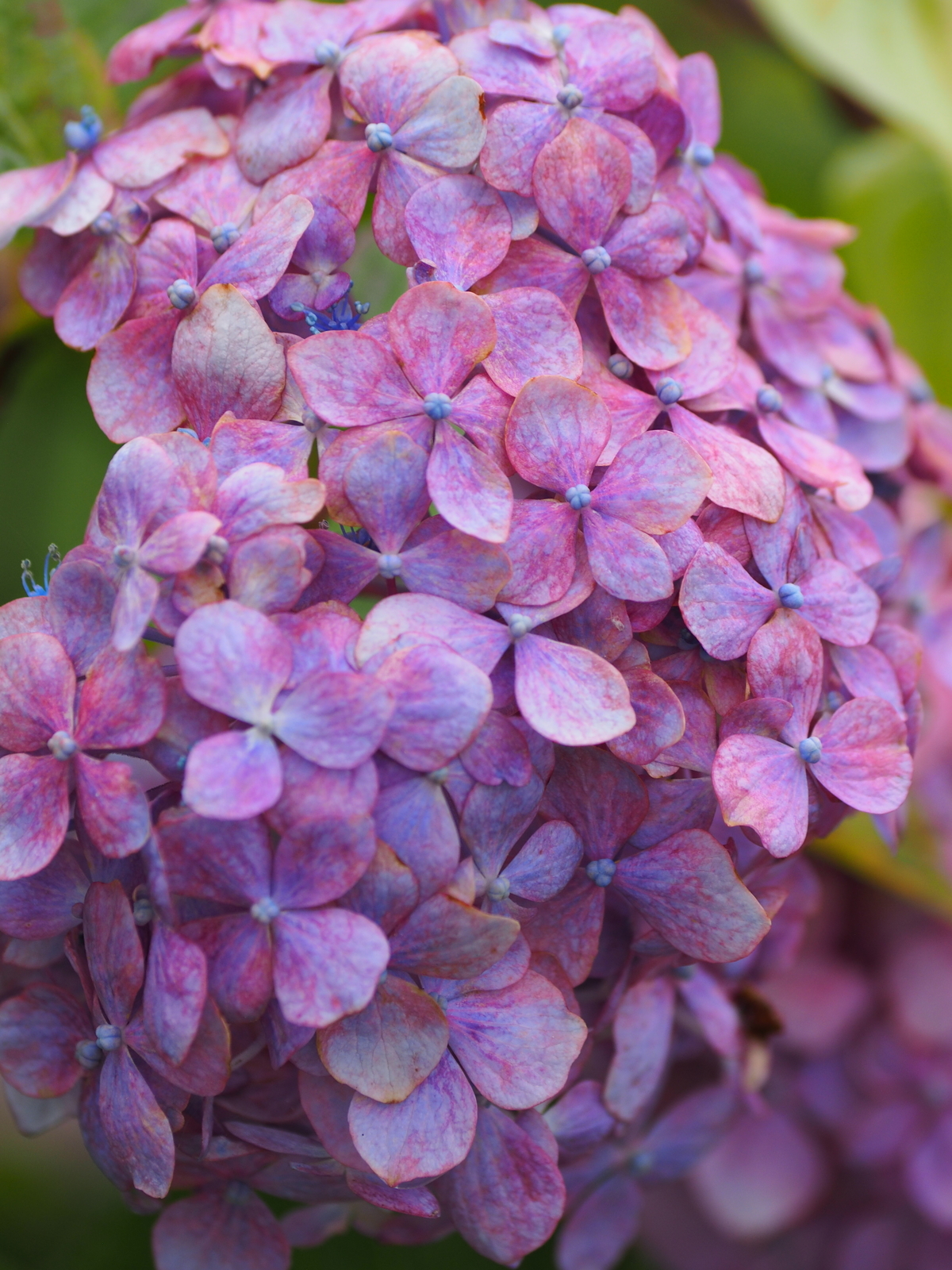 f:id:k10no3:20200620092242j:plain