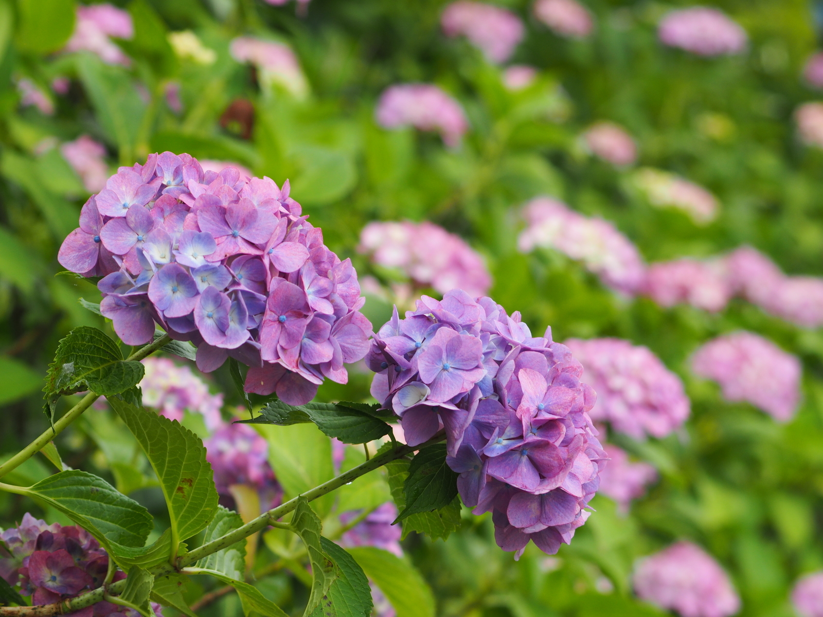 f:id:k10no3:20200620092455j:plain