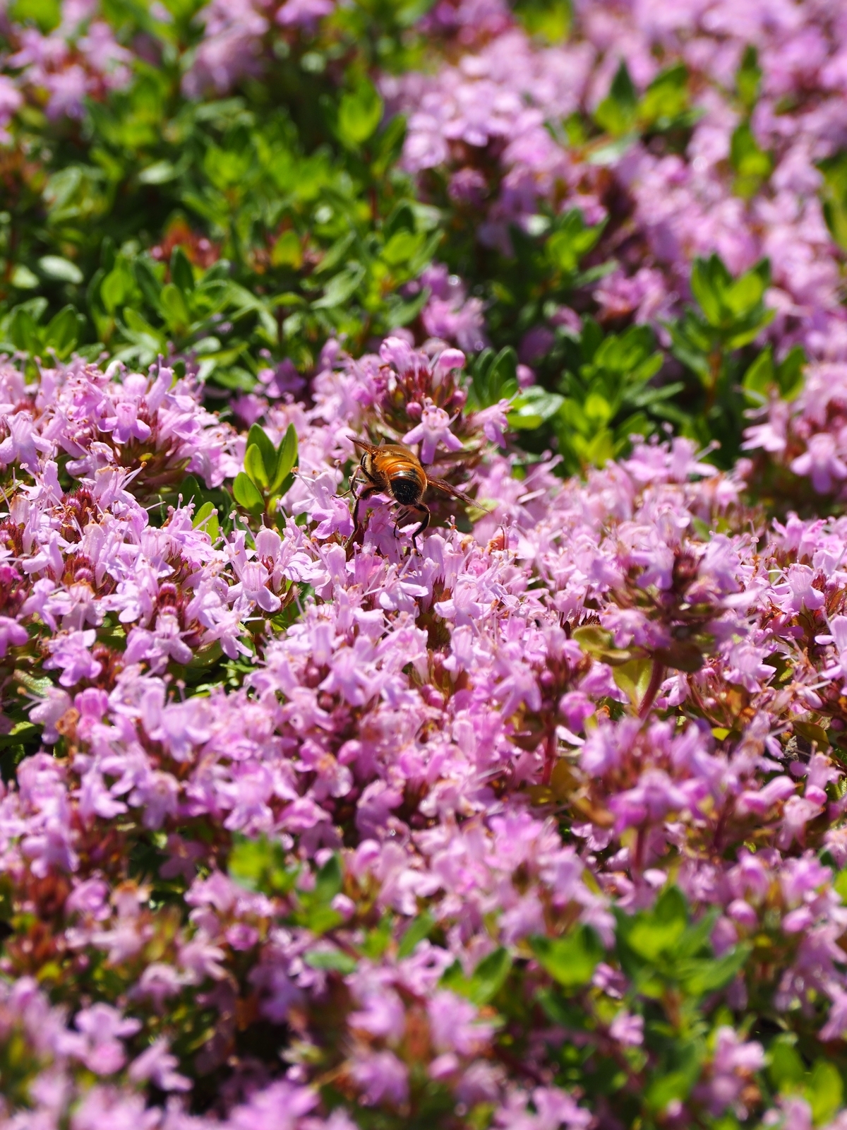 f:id:k10no3:20200621090724j:plain