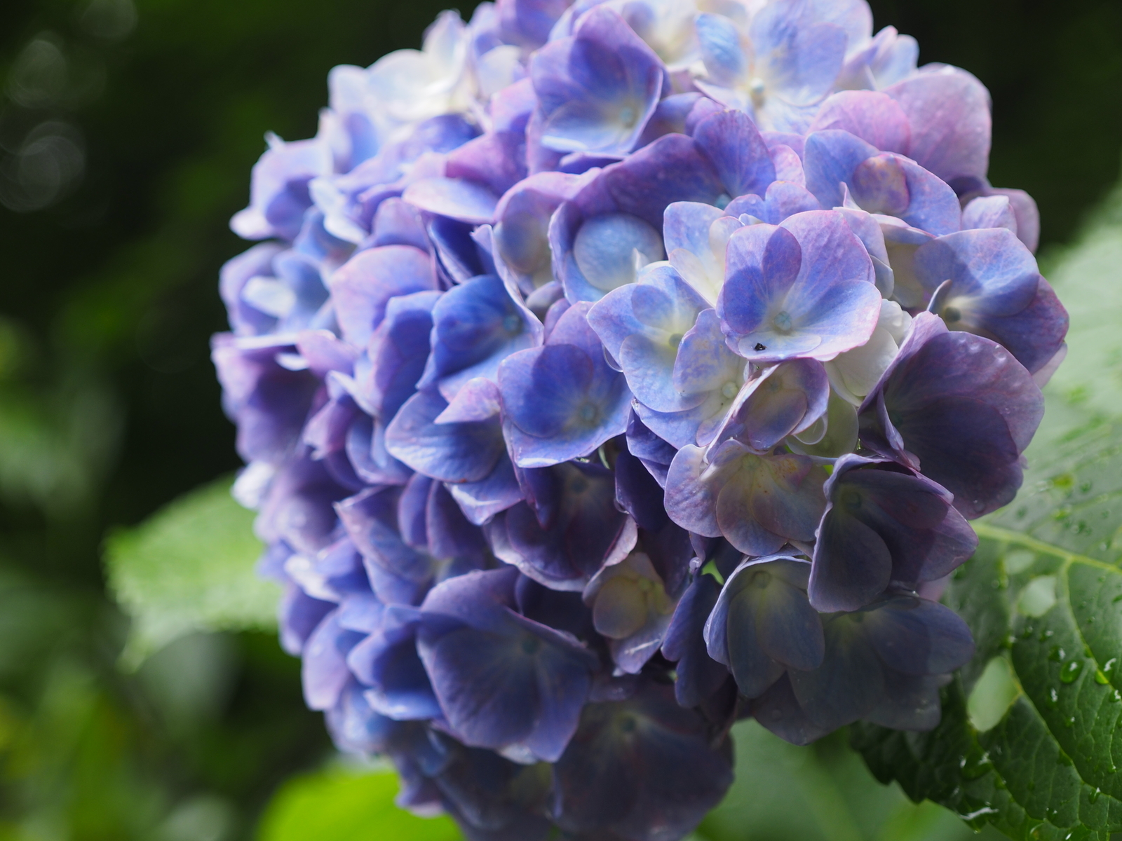f:id:k10no3:20200626091429j:plain
