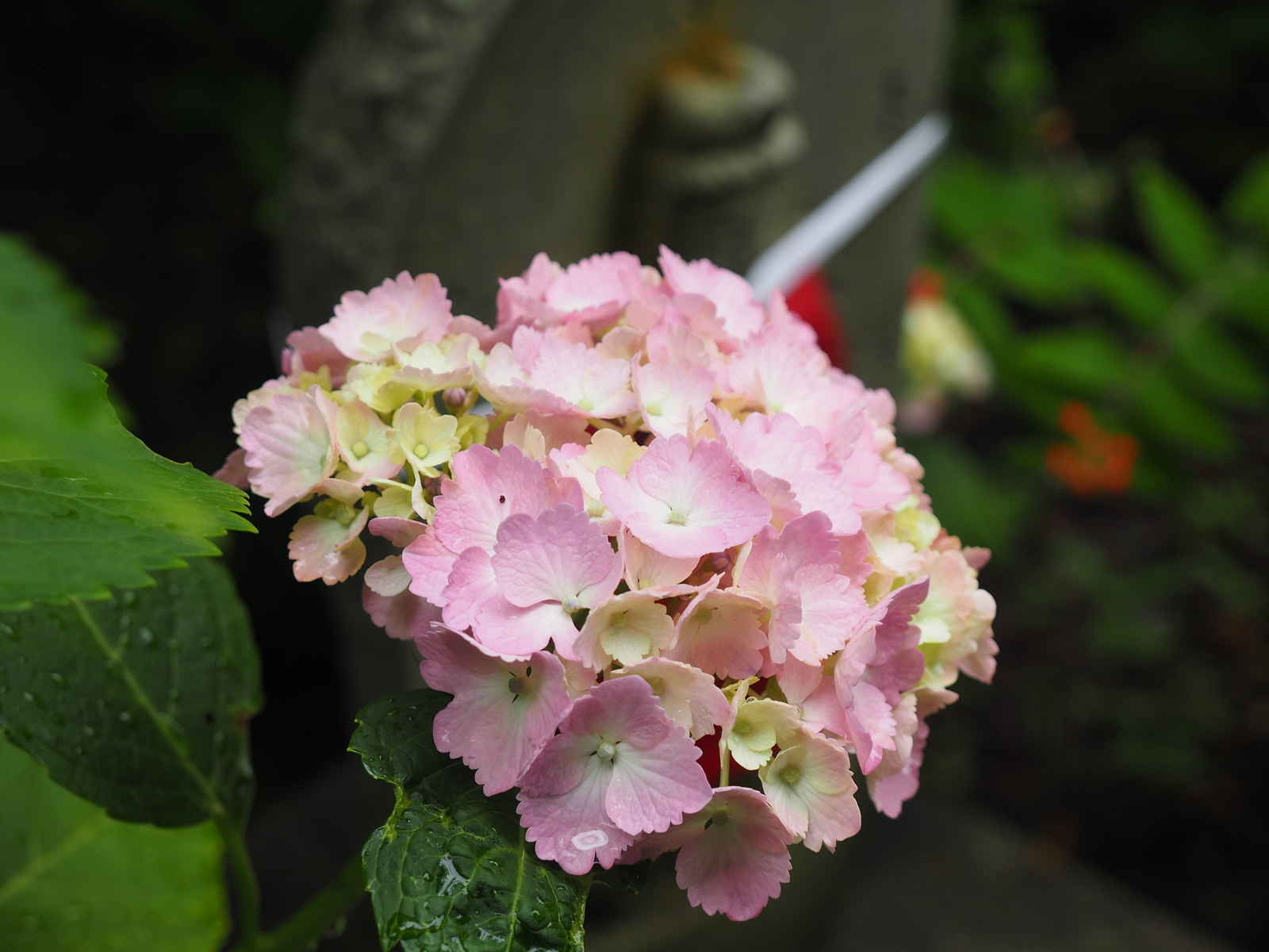 f:id:k10no3:20200626092614j:plain