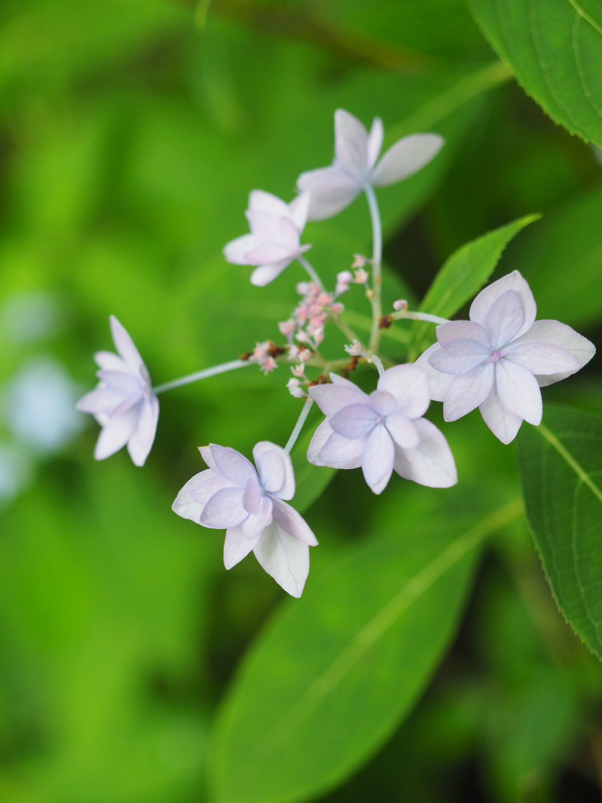 f:id:k10no3:20200626092647j:plain