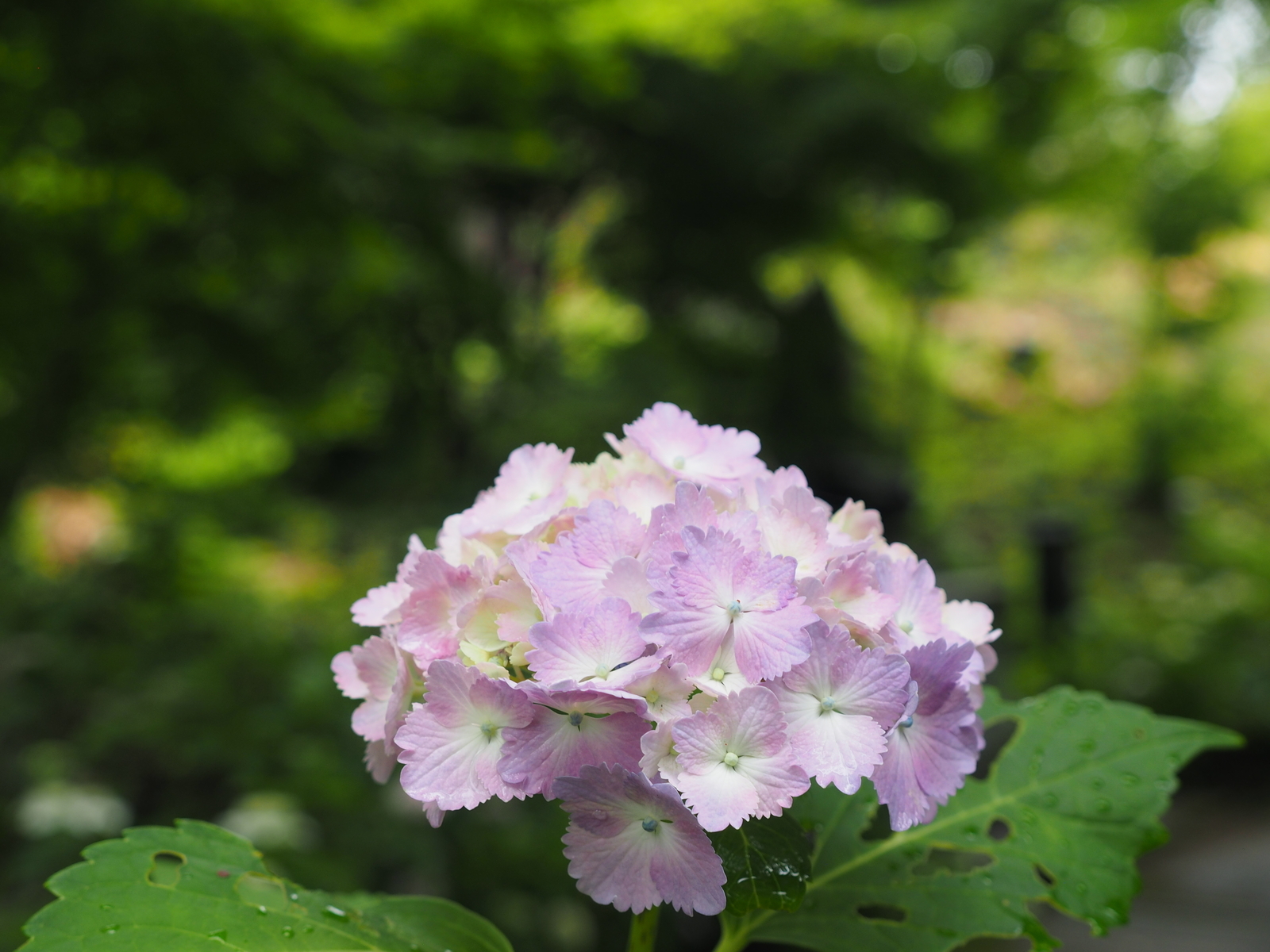 f:id:k10no3:20200626093451j:plain