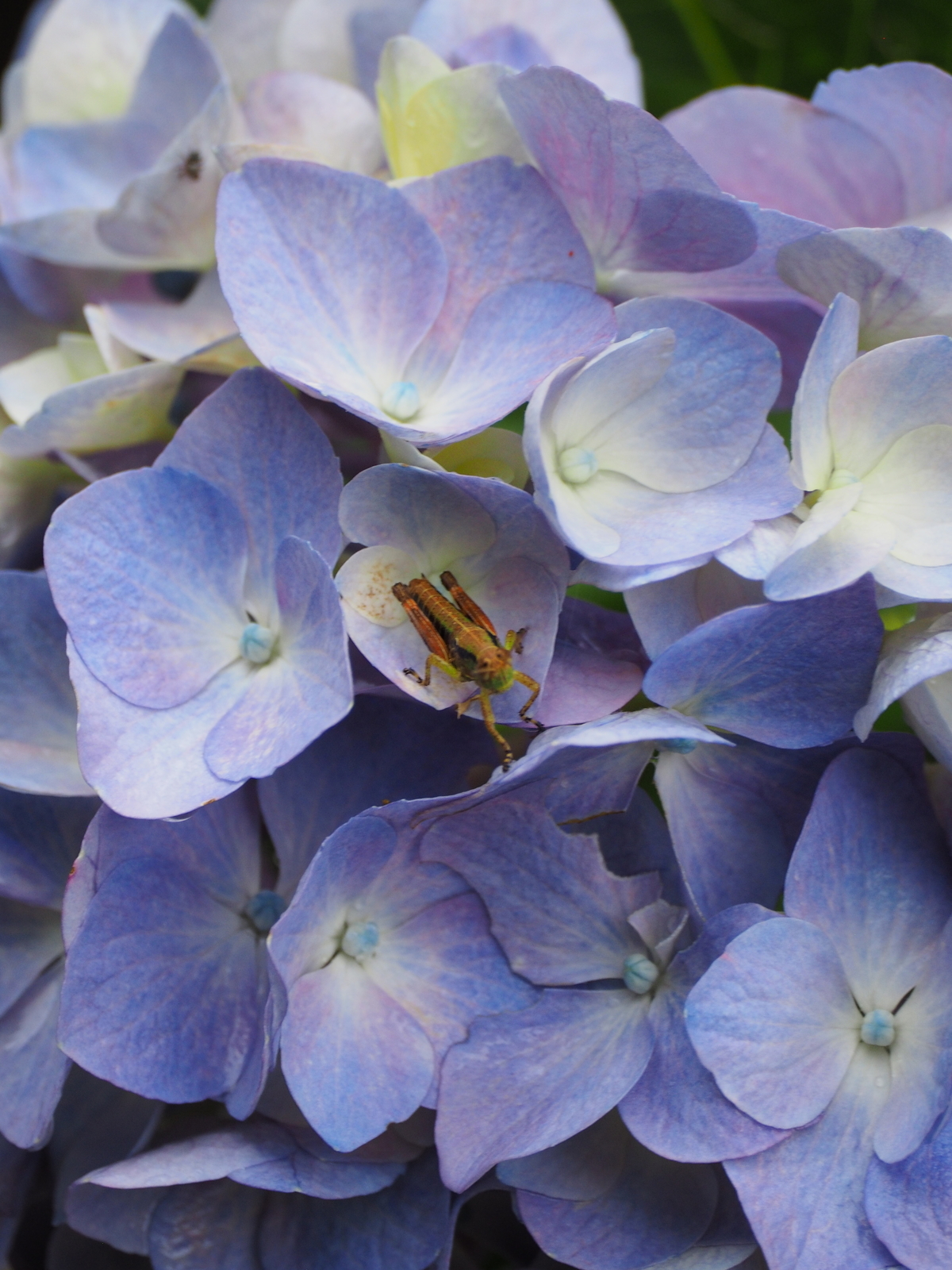 f:id:k10no3:20200626095034j:plain