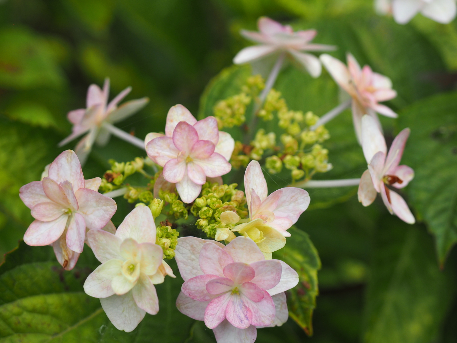 f:id:k10no3:20200626101110j:plain