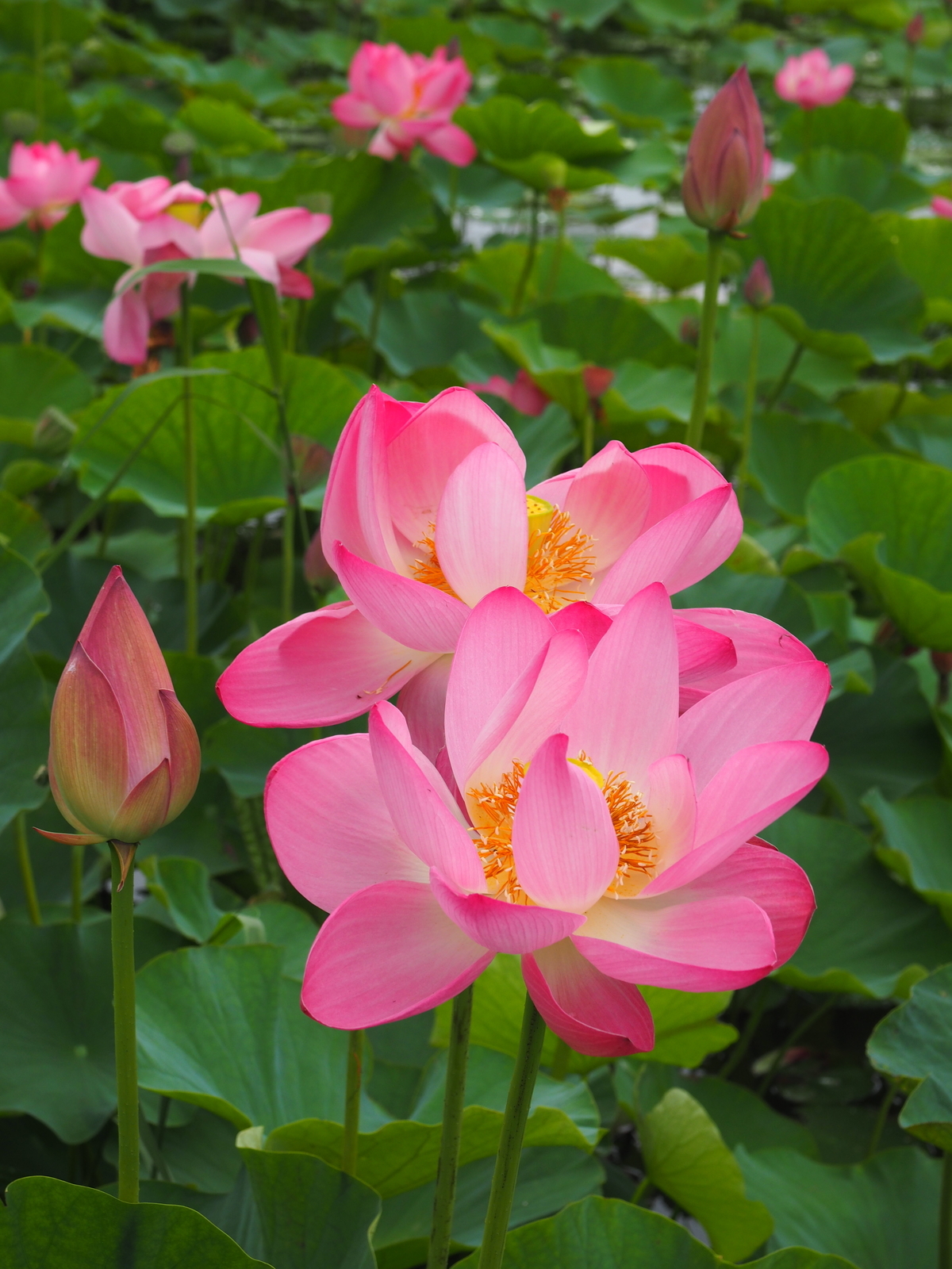 f:id:k10no3:20200711104915j:plain