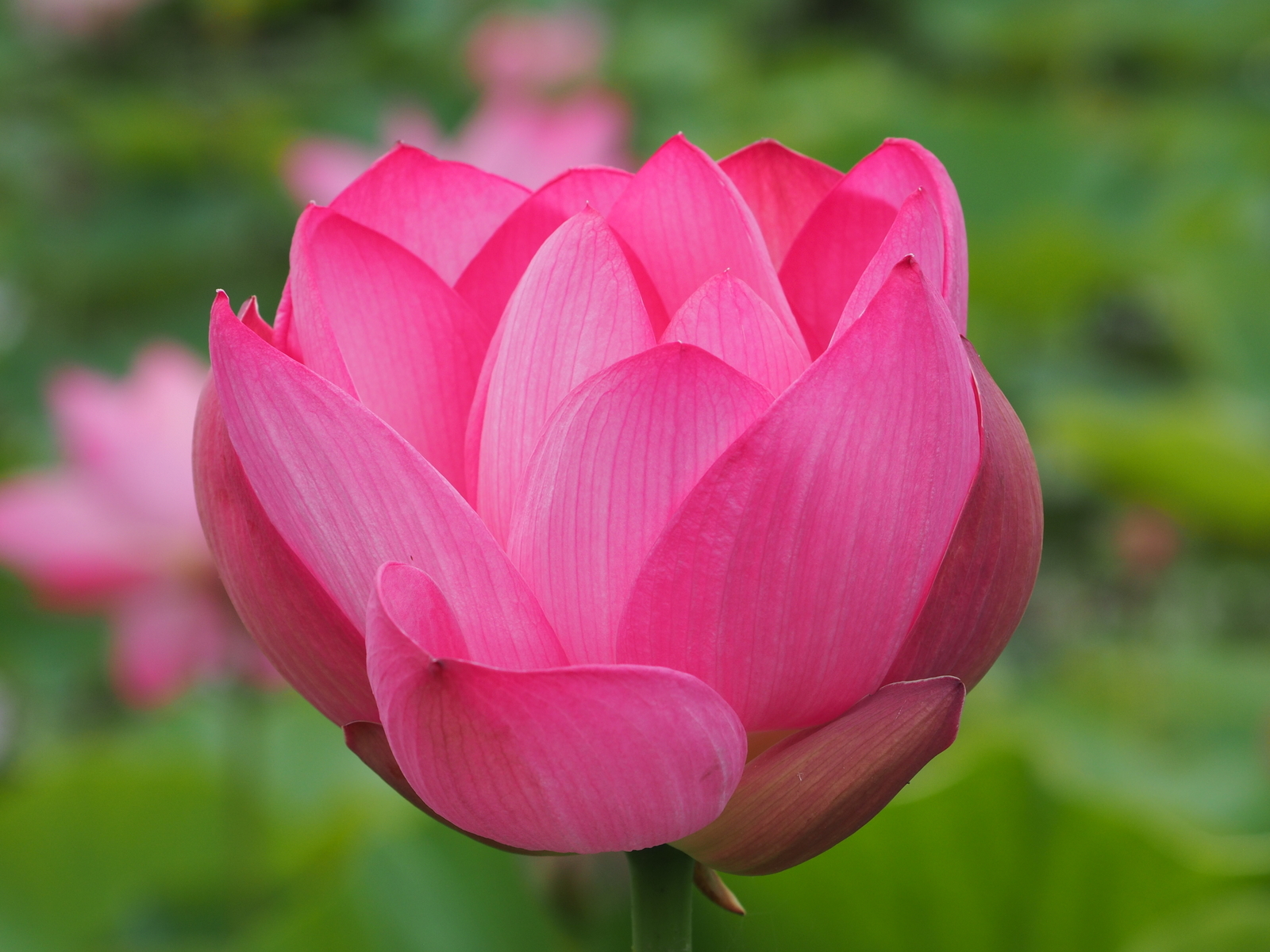 f:id:k10no3:20200711105251j:plain