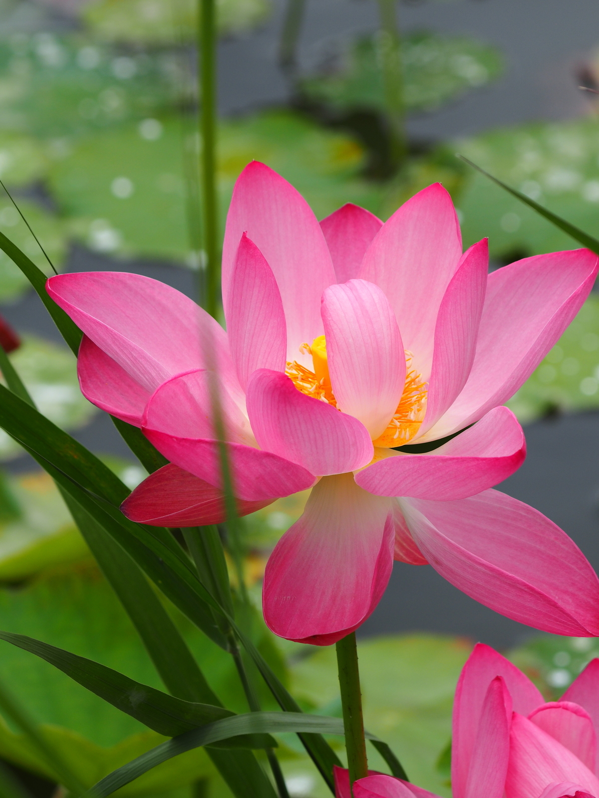 f:id:k10no3:20200711105807j:plain