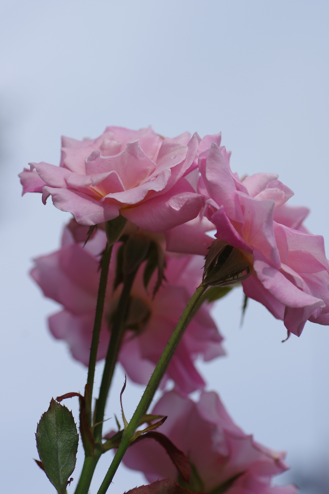 f:id:k10no3:20200726080528j:plain